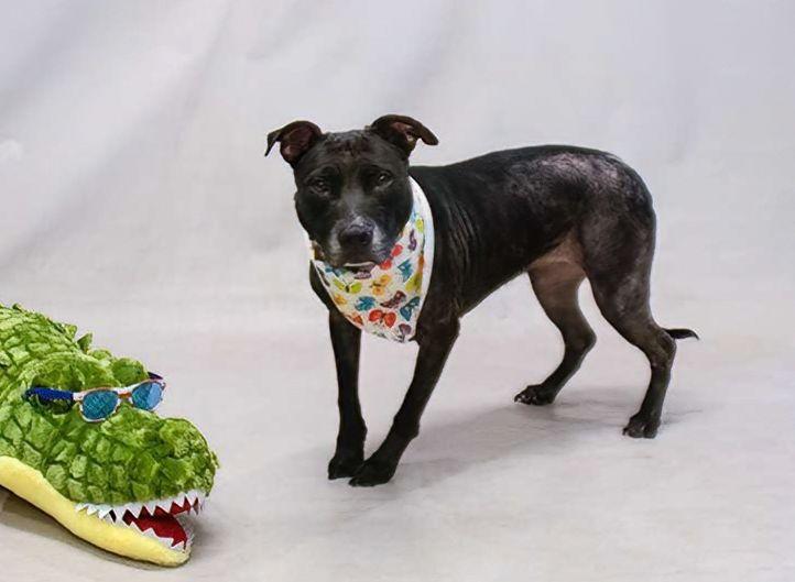 Enlarge Roxy, a ADOPTABLE mixed breed in Sanford, FL image 2/3