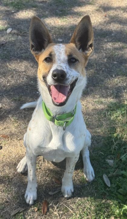 Piper — thumbnail 2