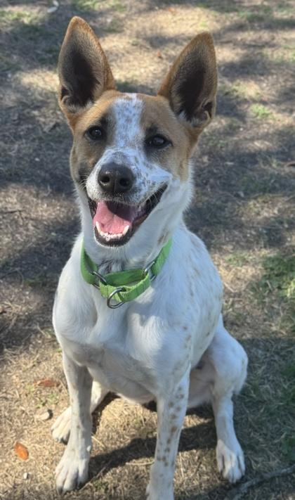 Piper — thumbnail 3