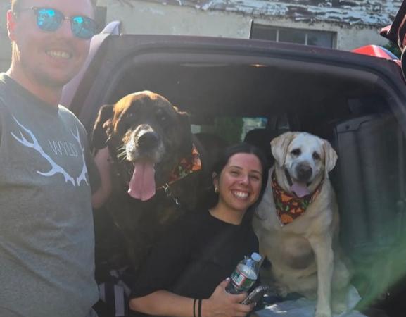 Chewy & Brody - Bonded Seniors, Adoptable, Senior Male Labrador Retriever & Mastiff.