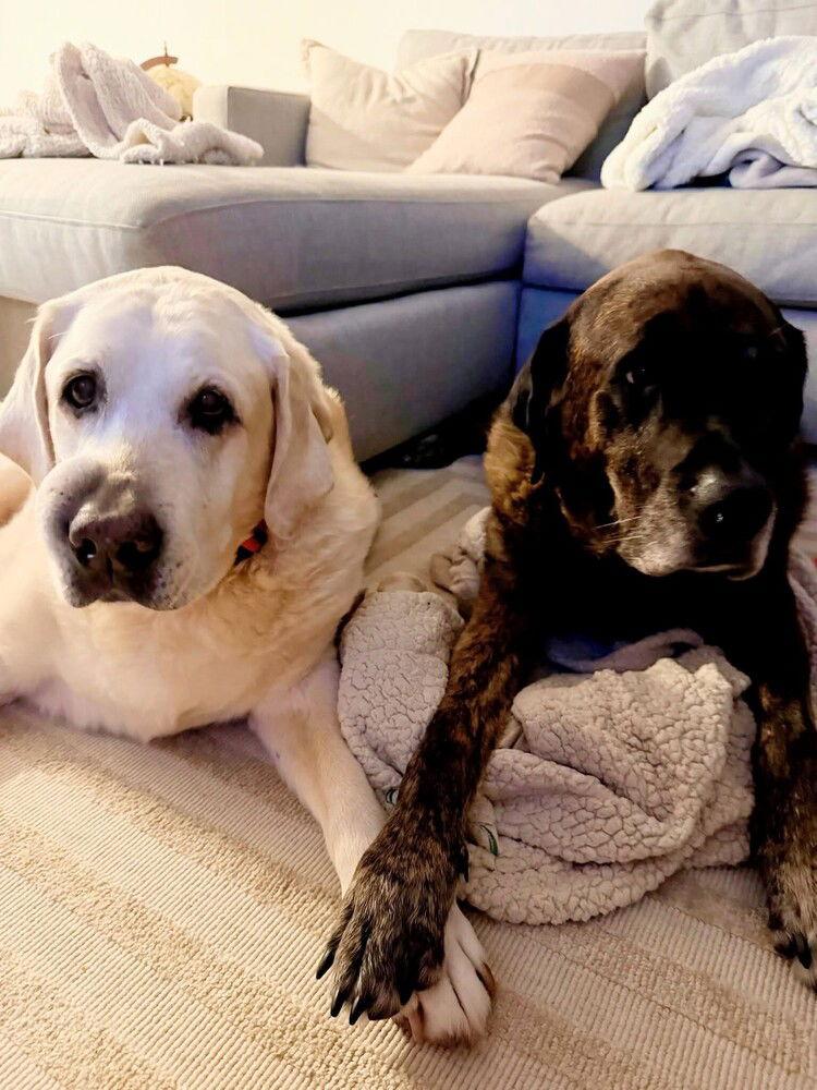 Chewy & Brody - Bonded Seniors, a Adoptable mixed breed in Caldwell, NJ image 2/3