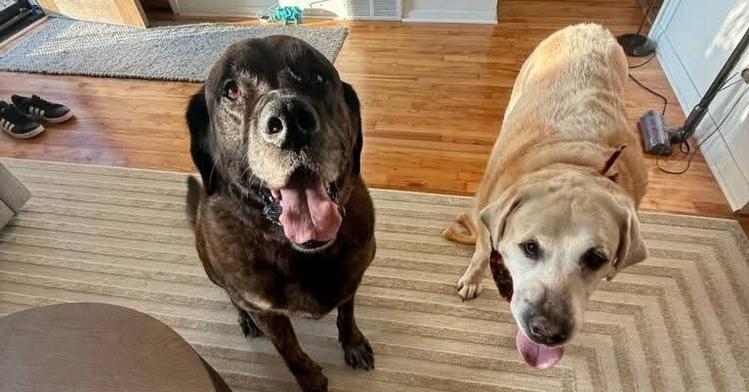 Chewy & Brody - Bonded Seniors, a Adoptable mixed breed in Caldwell, NJ image 3/3