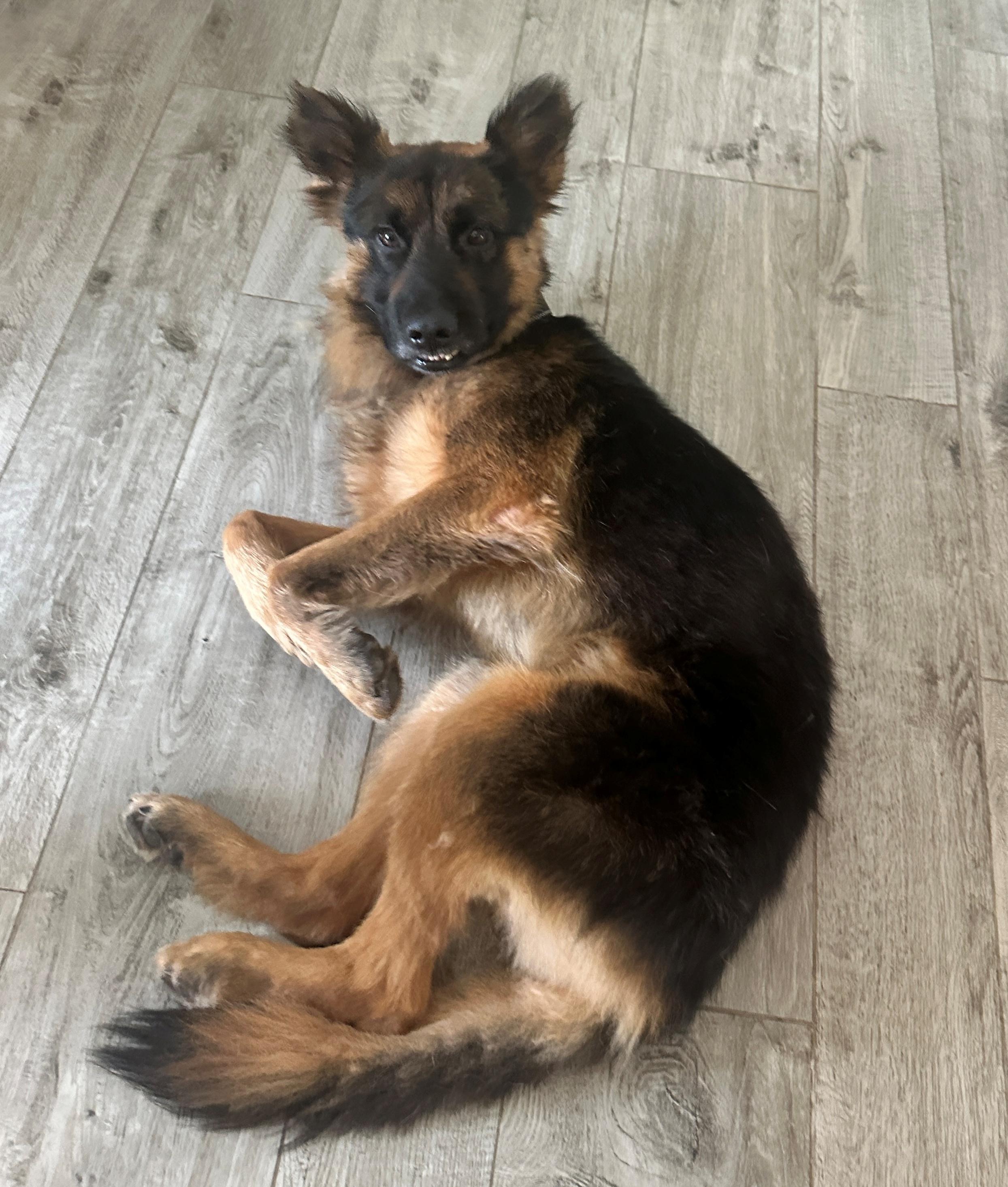 Bexar, a ADOPTABLE German Shepherd Dog in Dallas, TX image 5/5