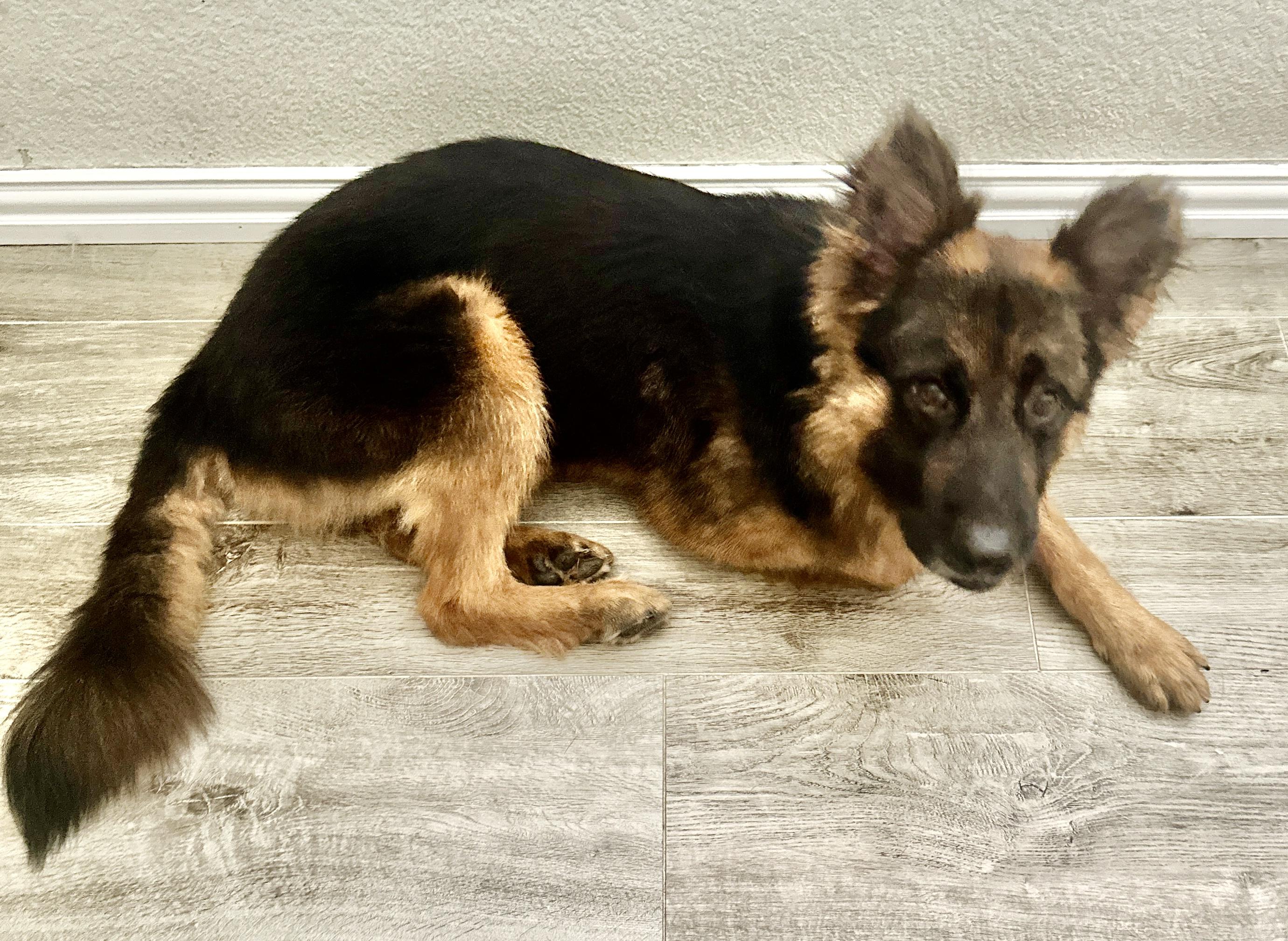 Bexar, a ADOPTABLE German Shepherd Dog in Dallas, TX image 2/5