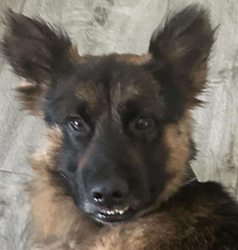 Bexar, ADOPTABLE, Puppy Male German Shepherd Dog.