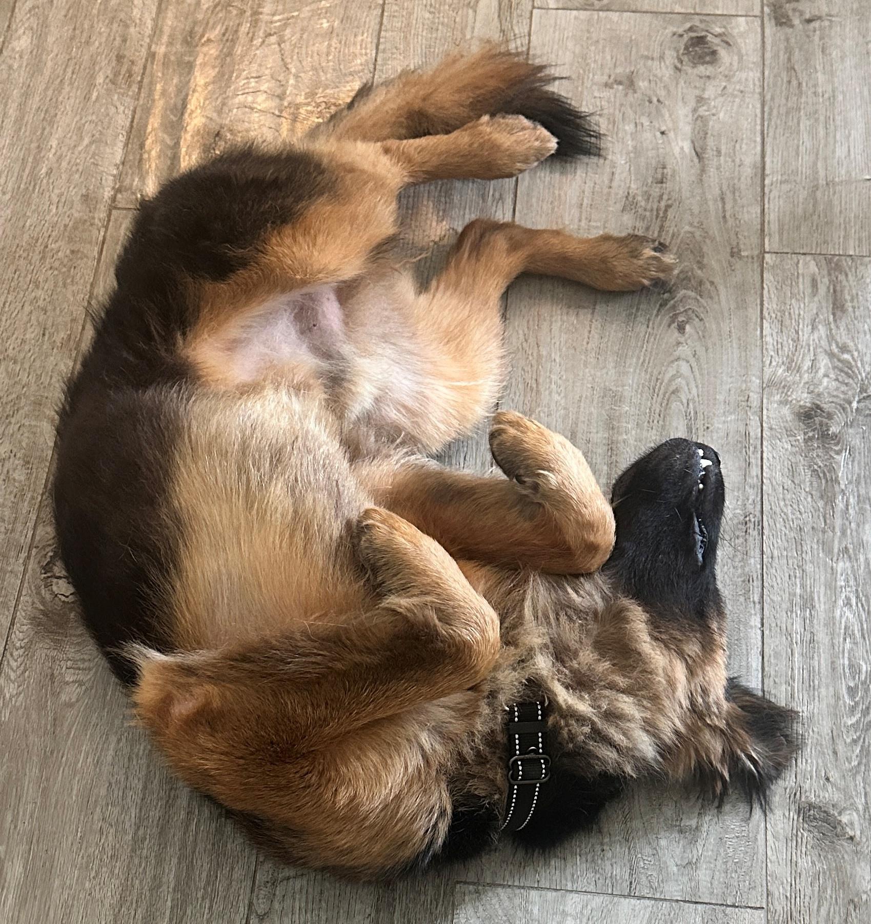 Bexar, a ADOPTABLE German Shepherd Dog in Dallas, TX image 4/5
