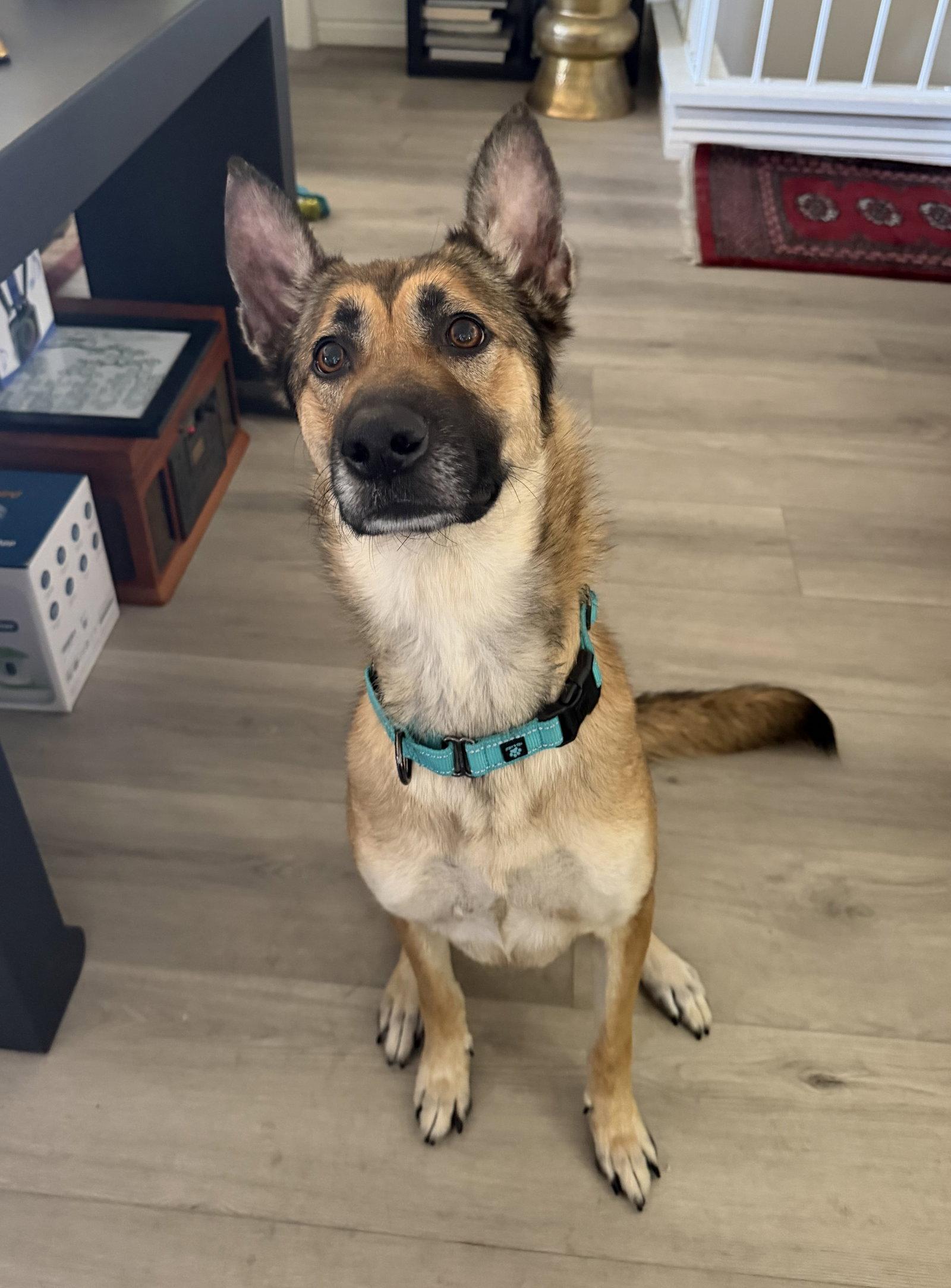 Belladonna, a Adoptable Belgian Shepherd / Malinois in Irvine, CA image 1/3