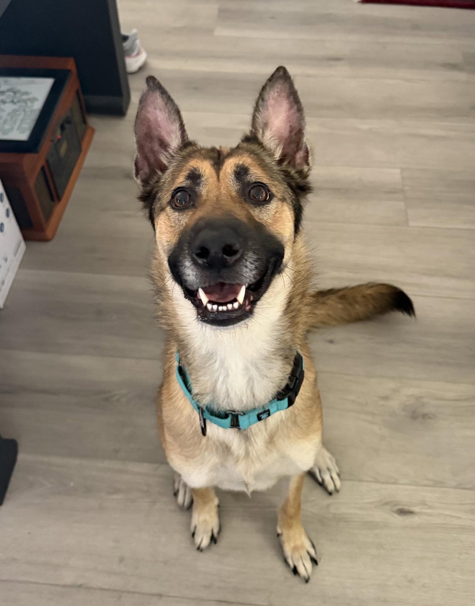 Belladonna, a Adoptable Belgian Shepherd / Malinois in Irvine, CA image 2/3