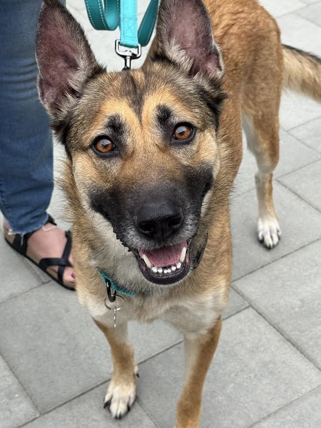 Belladonna, a Adoptable Belgian Shepherd / Malinois in Irvine, CA image 3/3
