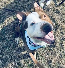 MO, Adoptable, Adult Male Pit Bull Terrier.