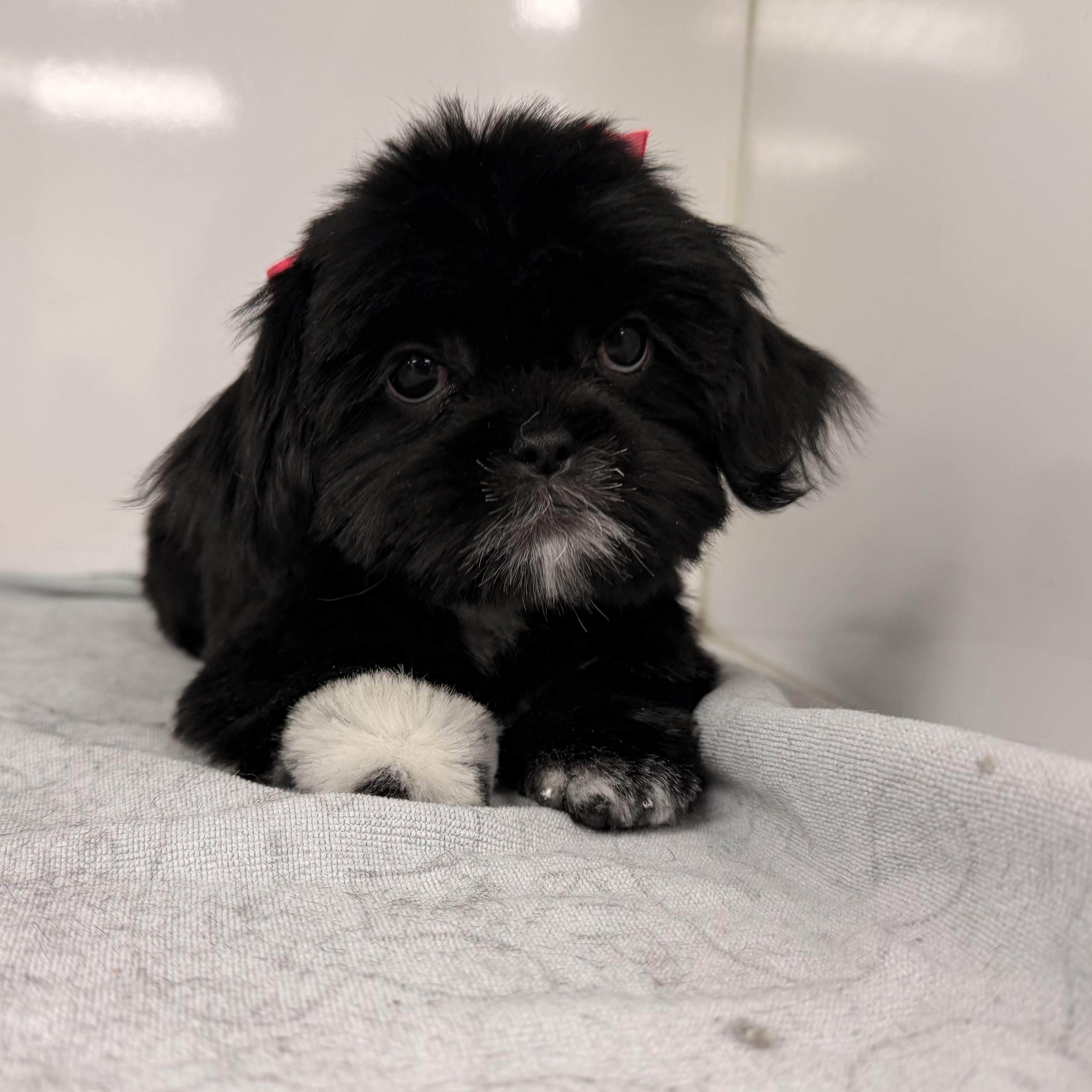 Enlarge Flower , a ADOPTABLE Shih Tzu in ontario, CA image 6/6