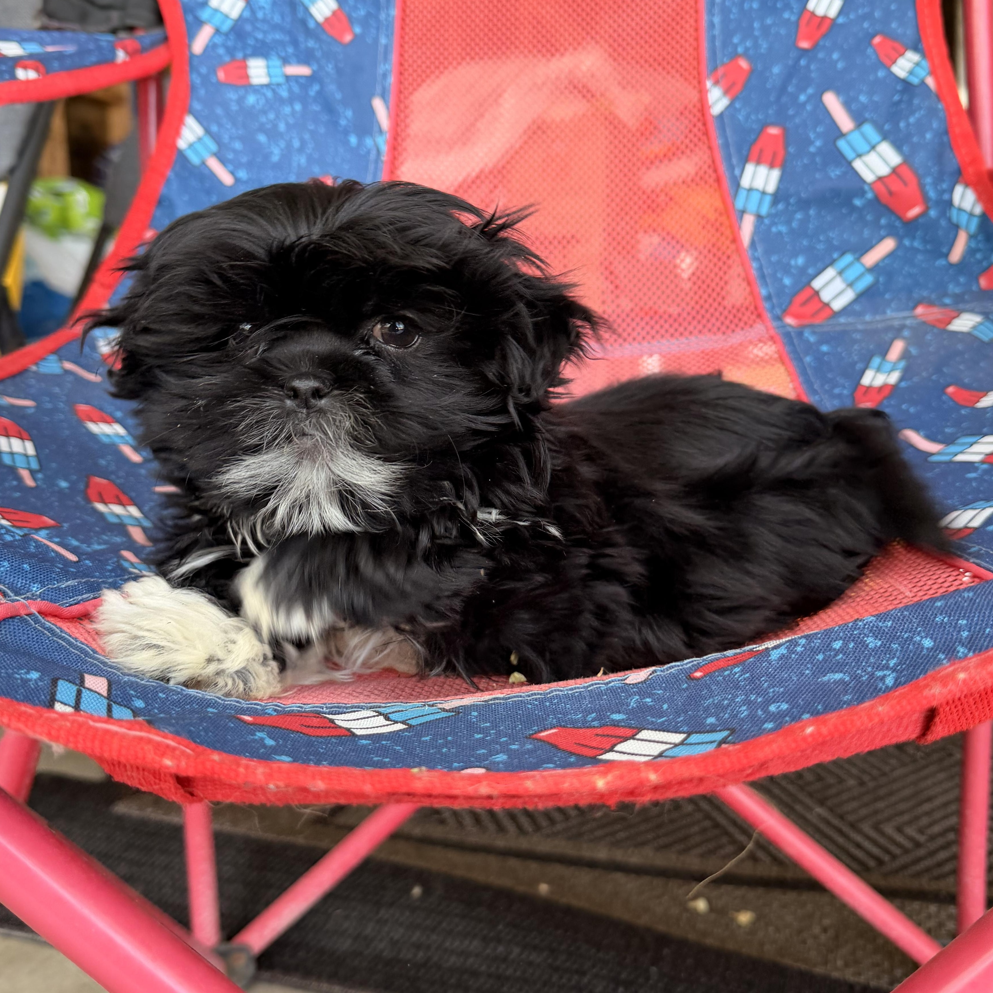 Enlarge Flower , a ADOPTABLE Shih Tzu in ontario, CA image 1/5