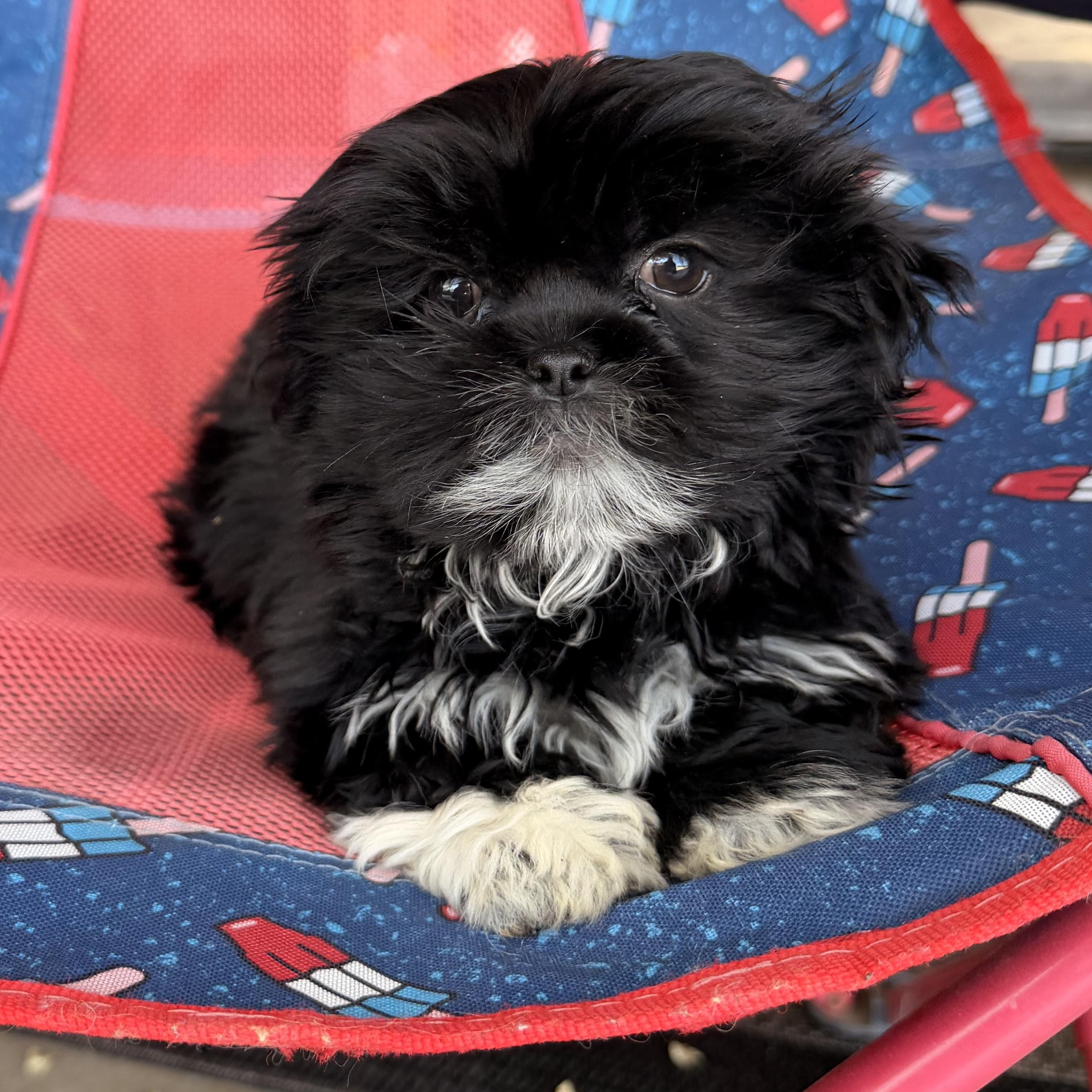 Enlarge Flower , a ADOPTABLE Shih Tzu in ontario, CA image 5/5