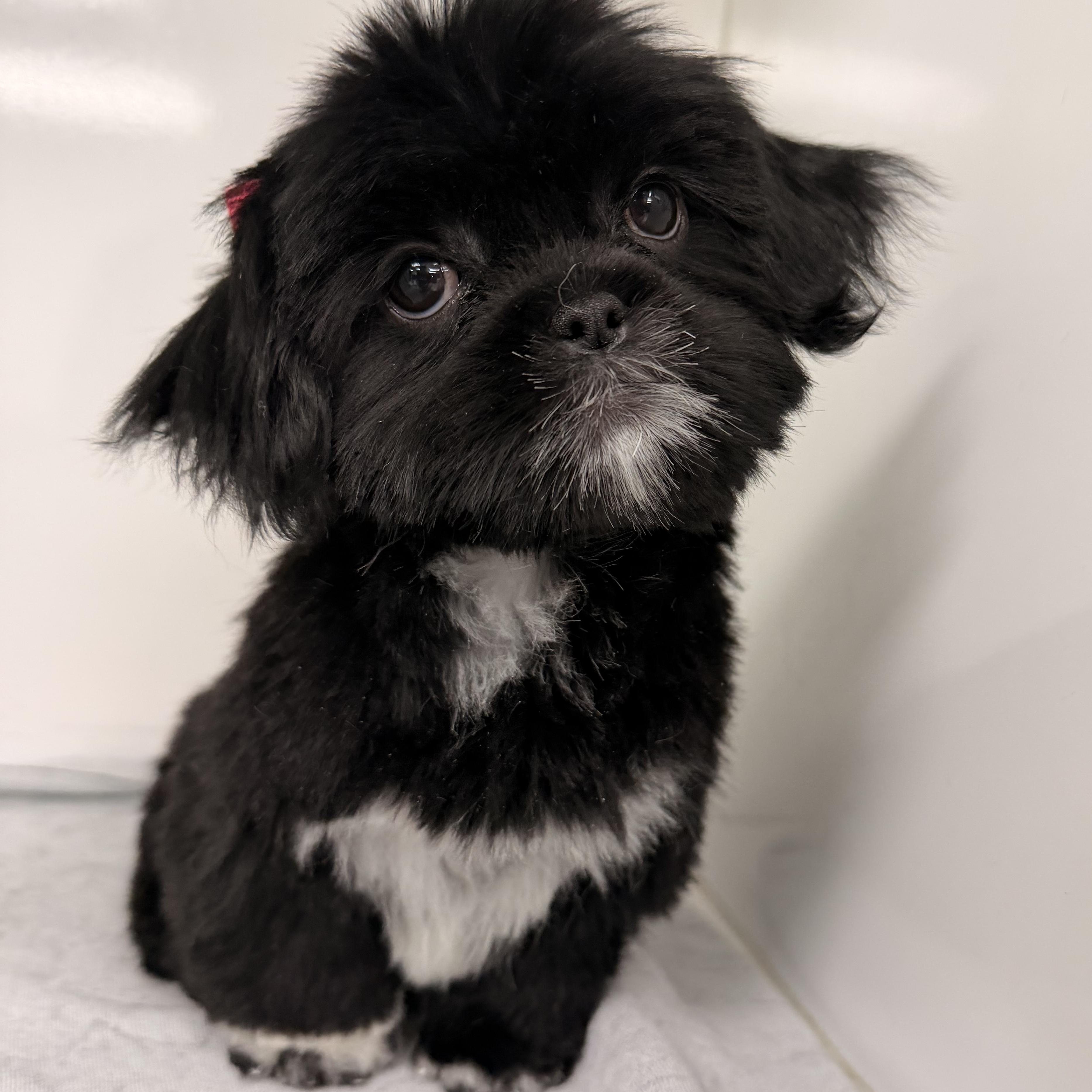 Enlarge Flower , a ADOPTABLE Shih Tzu in ontario, CA image 1/6