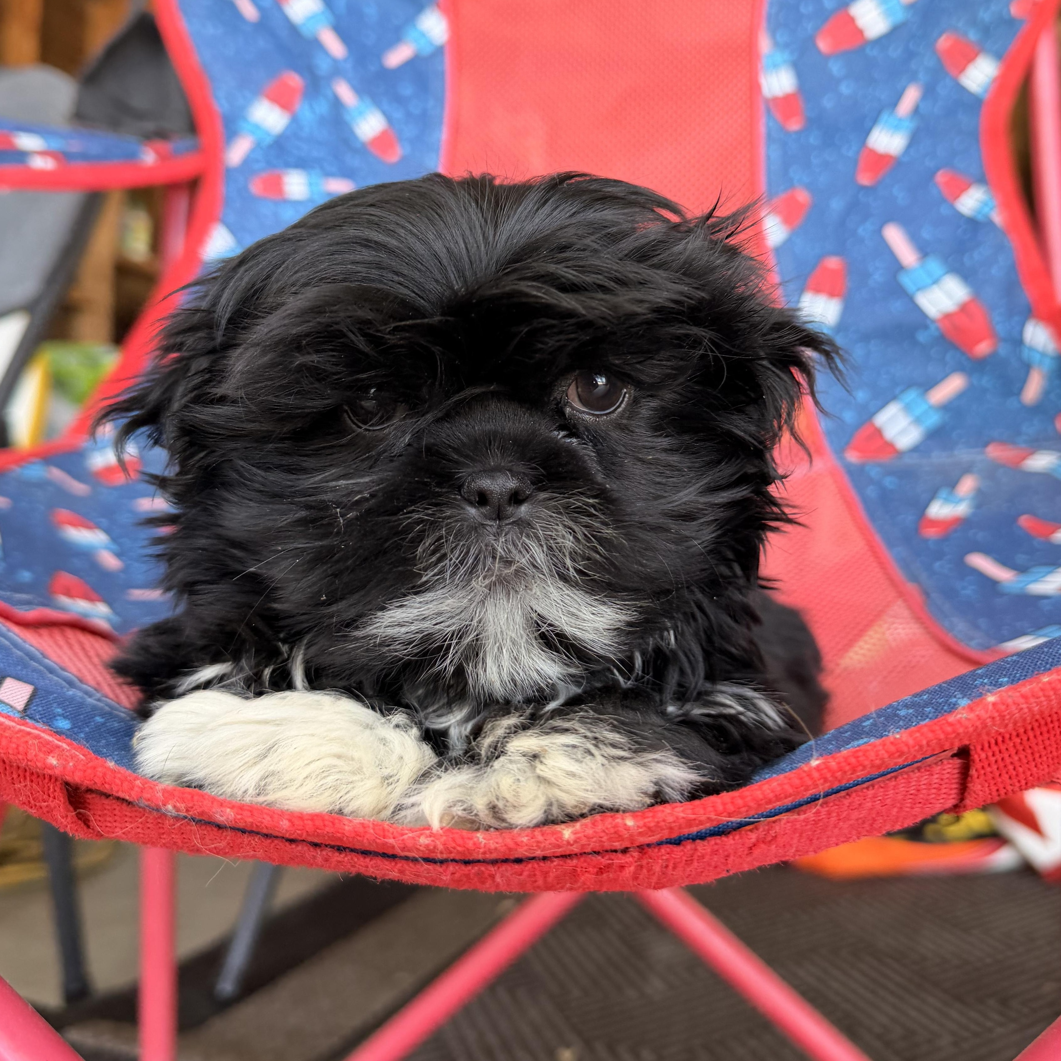 Enlarge Flower , a ADOPTABLE Shih Tzu in ontario, CA image 2/5