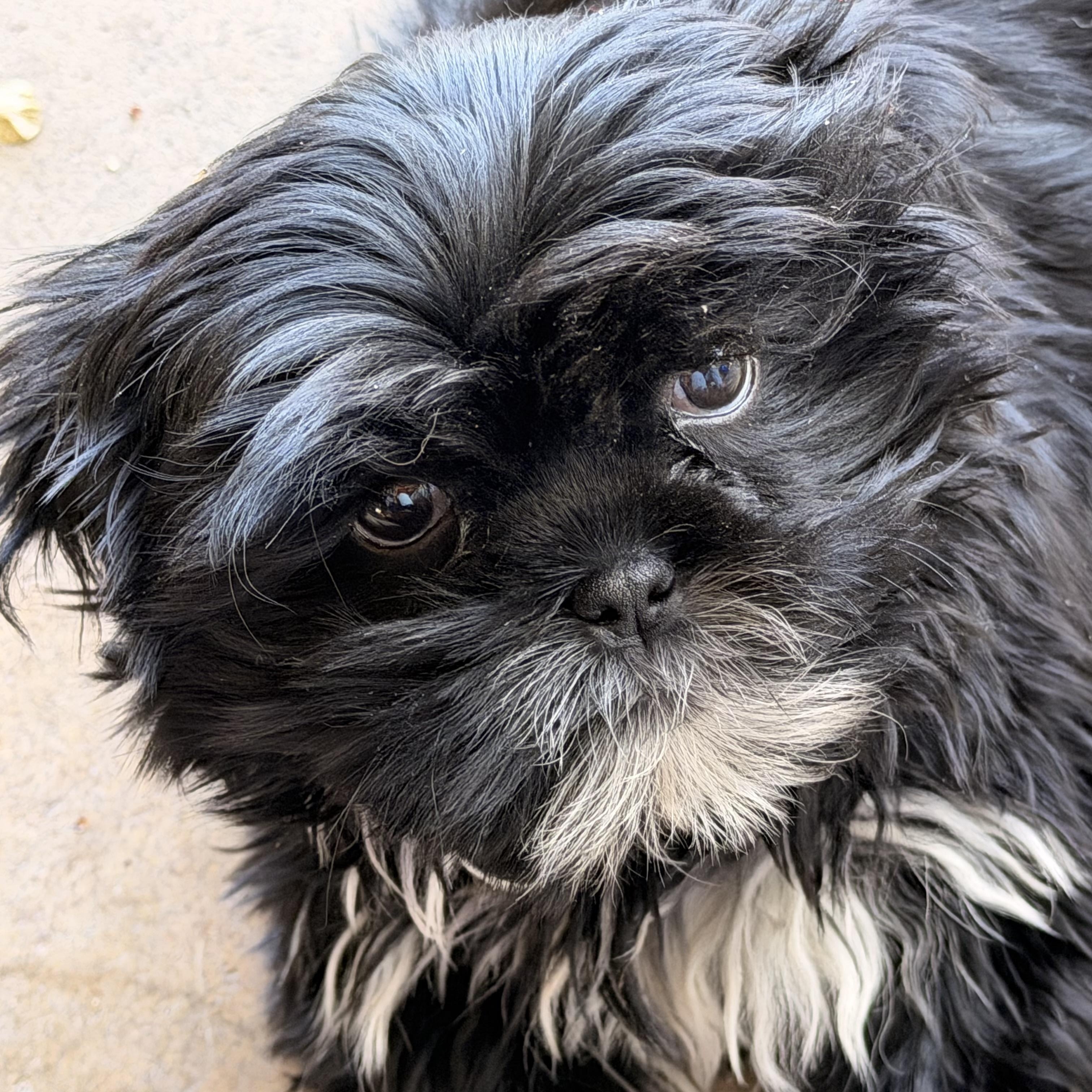 Enlarge Flower , a ADOPTABLE Shih Tzu in ontario, CA image 4/5
