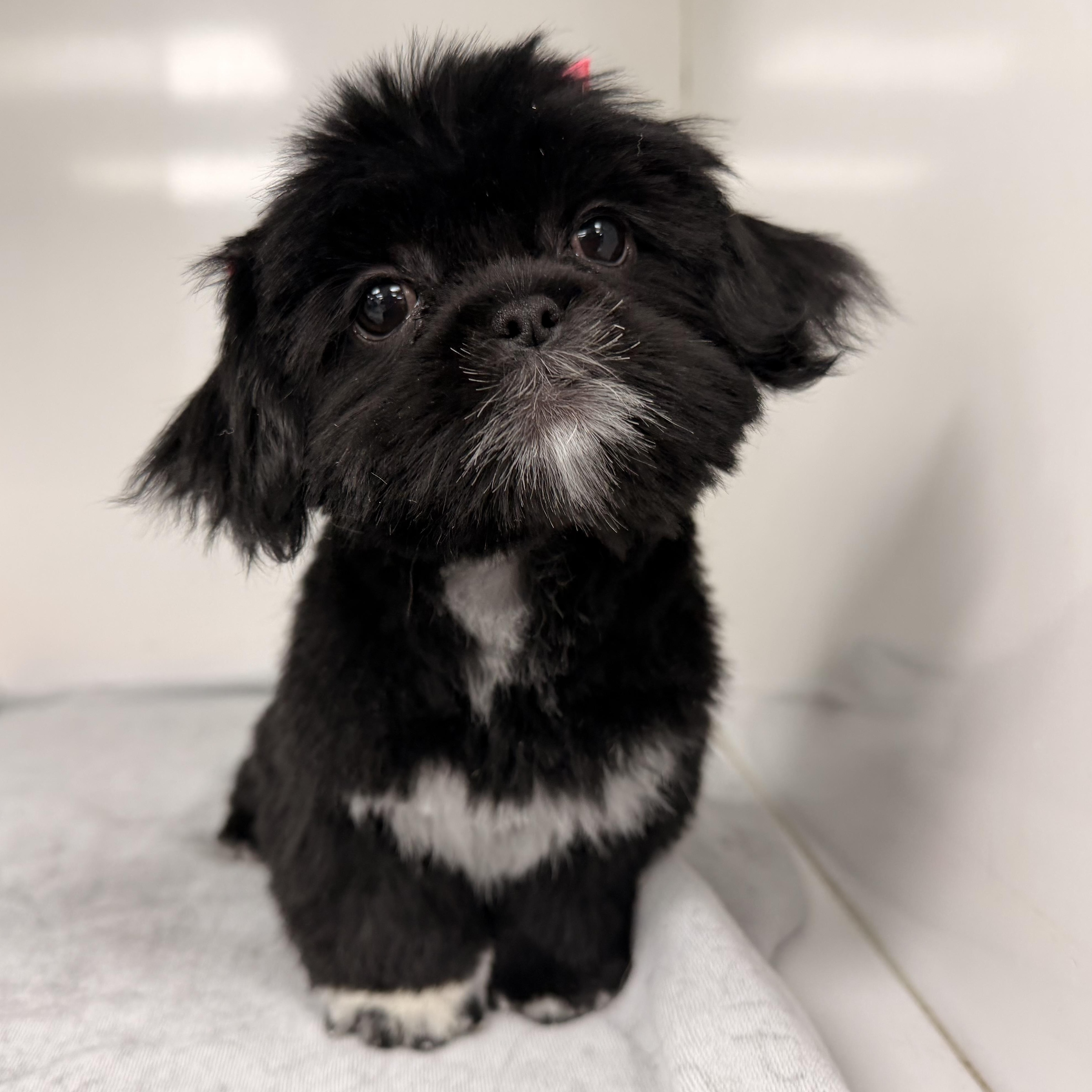 Enlarge Flower , a ADOPTABLE Shih Tzu in ontario, CA image 5/6