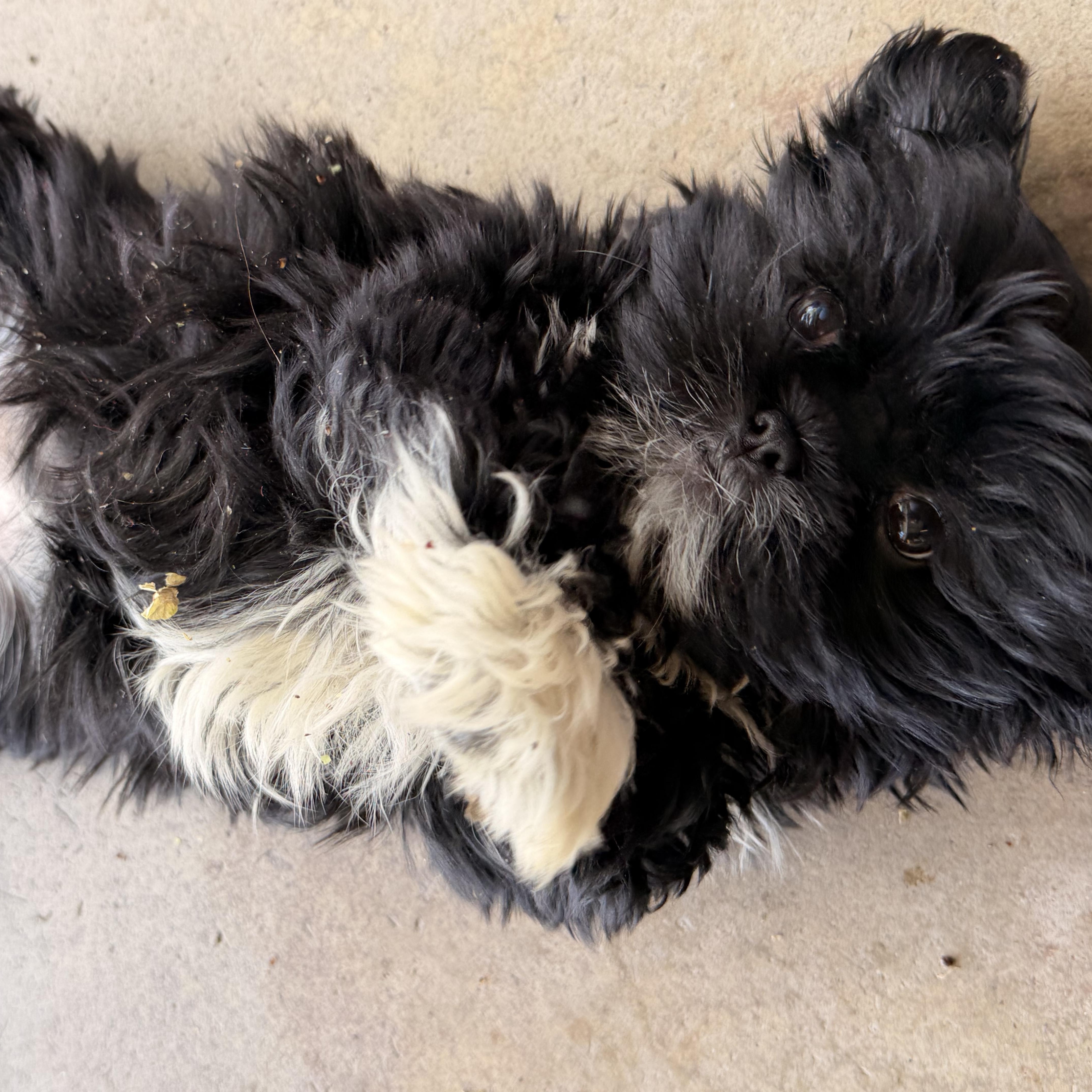 Enlarge Flower , a ADOPTABLE Shih Tzu in ontario, CA image 3/5