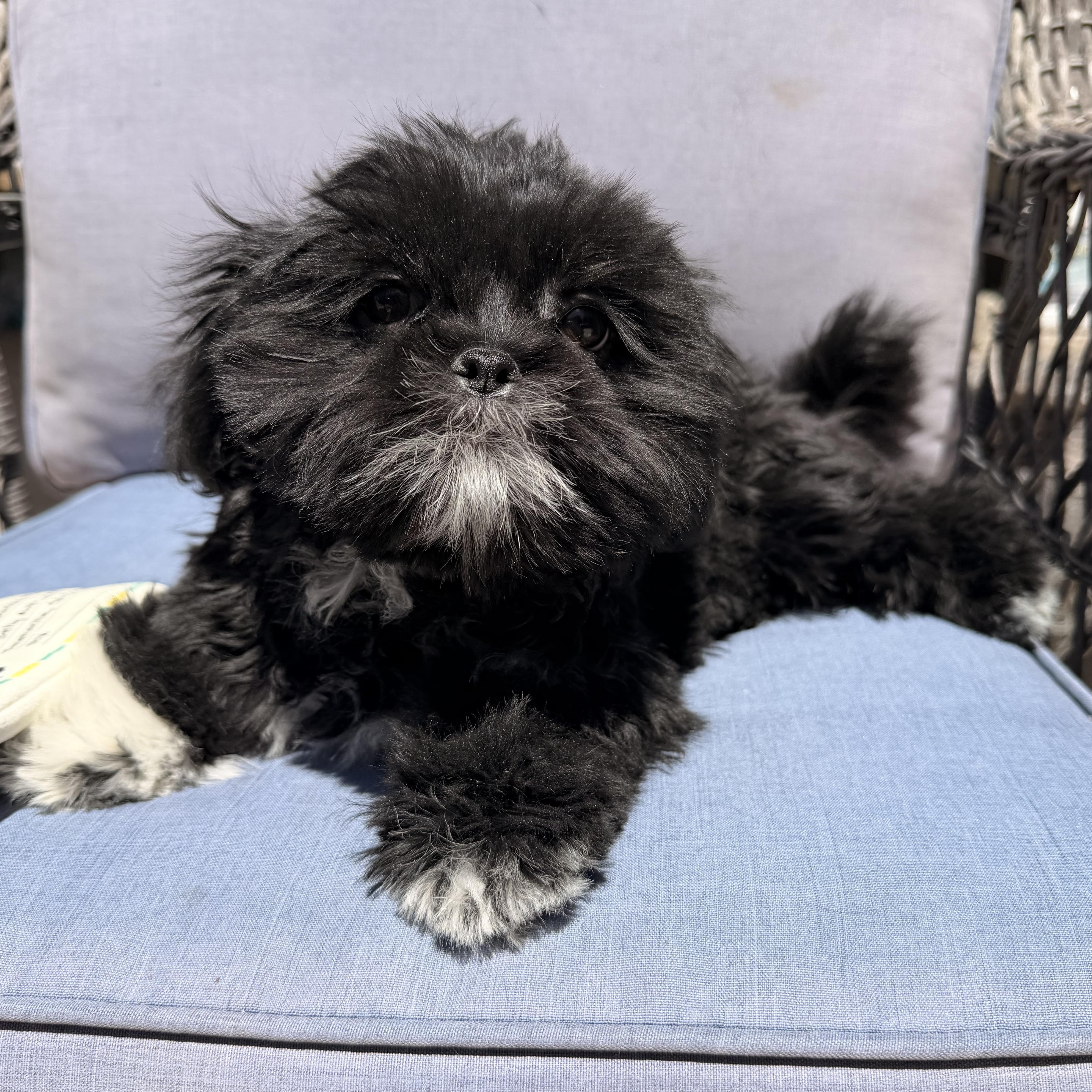 Flower , an adopted Shih Tzu in ontario, CA image 2/6
