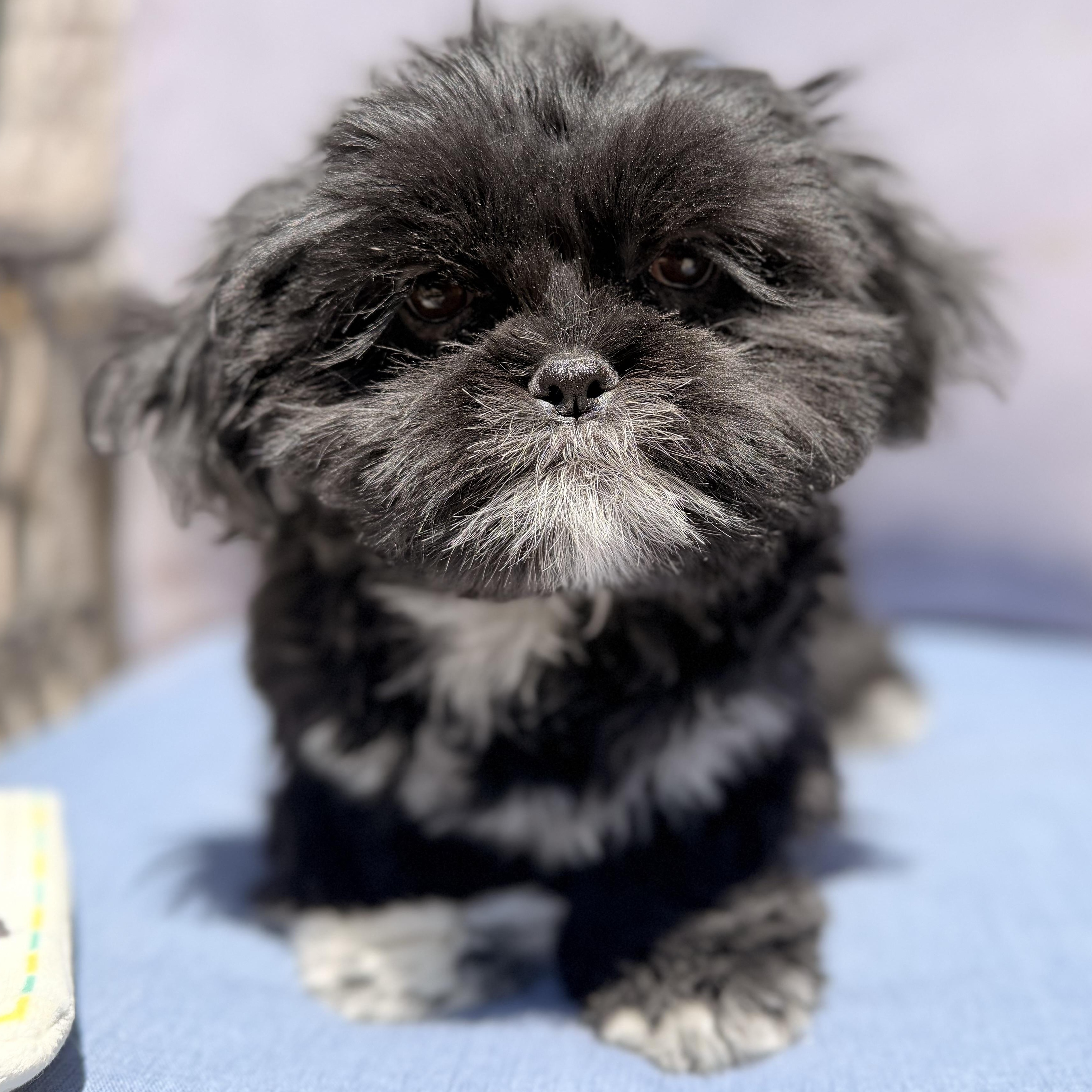 Flower , an adopted Shih Tzu in ontario, CA image 1/6