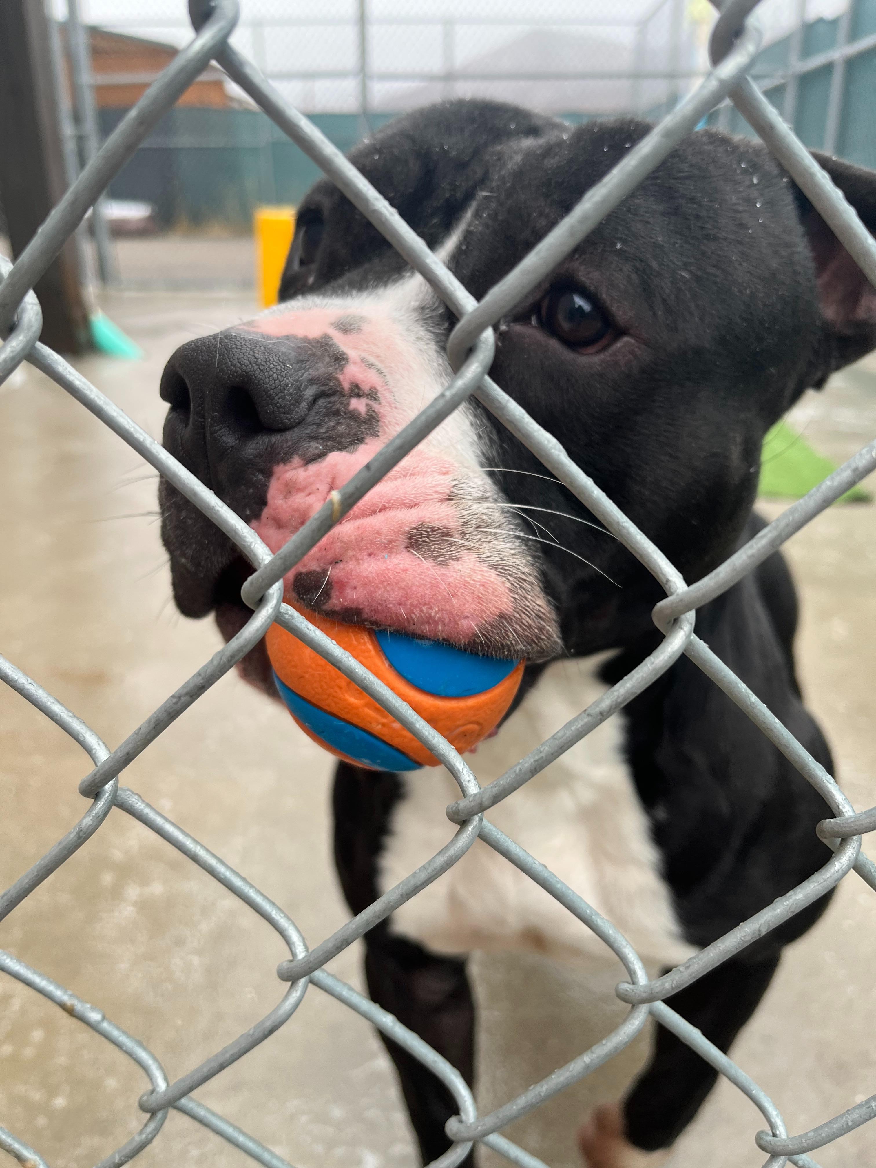 Enlarge Macho, a ADOPTABLE Pit Bull Terrier in Steamboat Springs, CO image 2/4