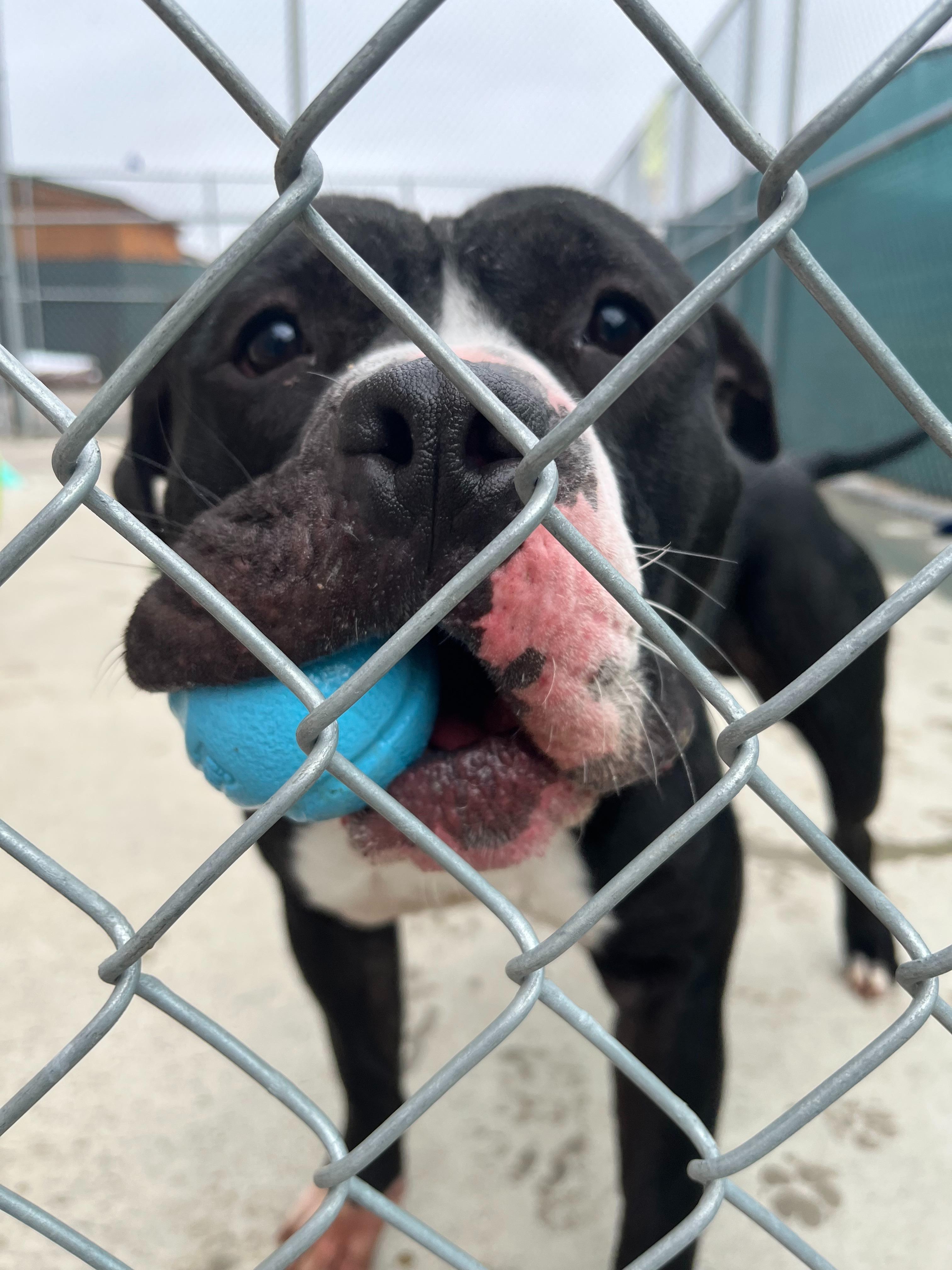 Macho, ADOPTABLE, Adult Male Pit Bull Terrier.