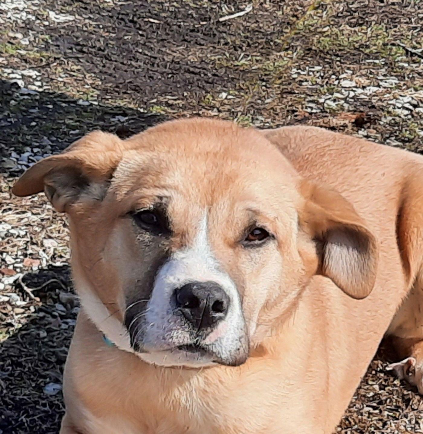 Enlarge Zeke, a Adoptable mixed breed in Mcconnelsville, OH image 2/3
