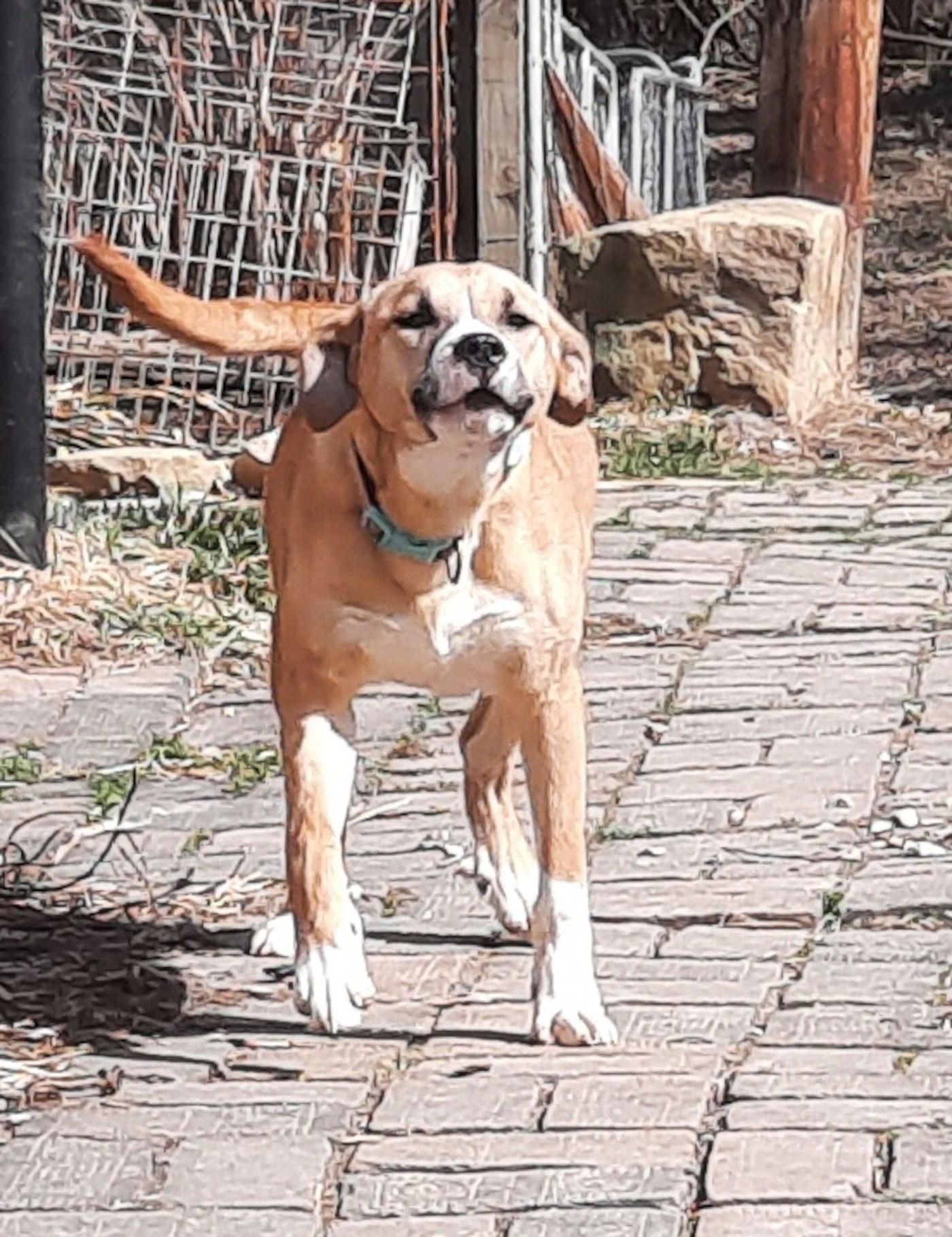 Enlarge Zeke, a Adoptable mixed breed in Mcconnelsville, OH image 3/3