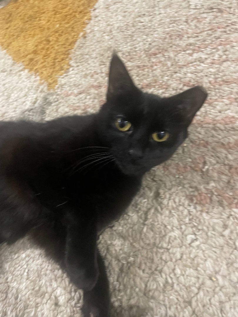 Vivian, Adopted, Young Female American Shorthair.