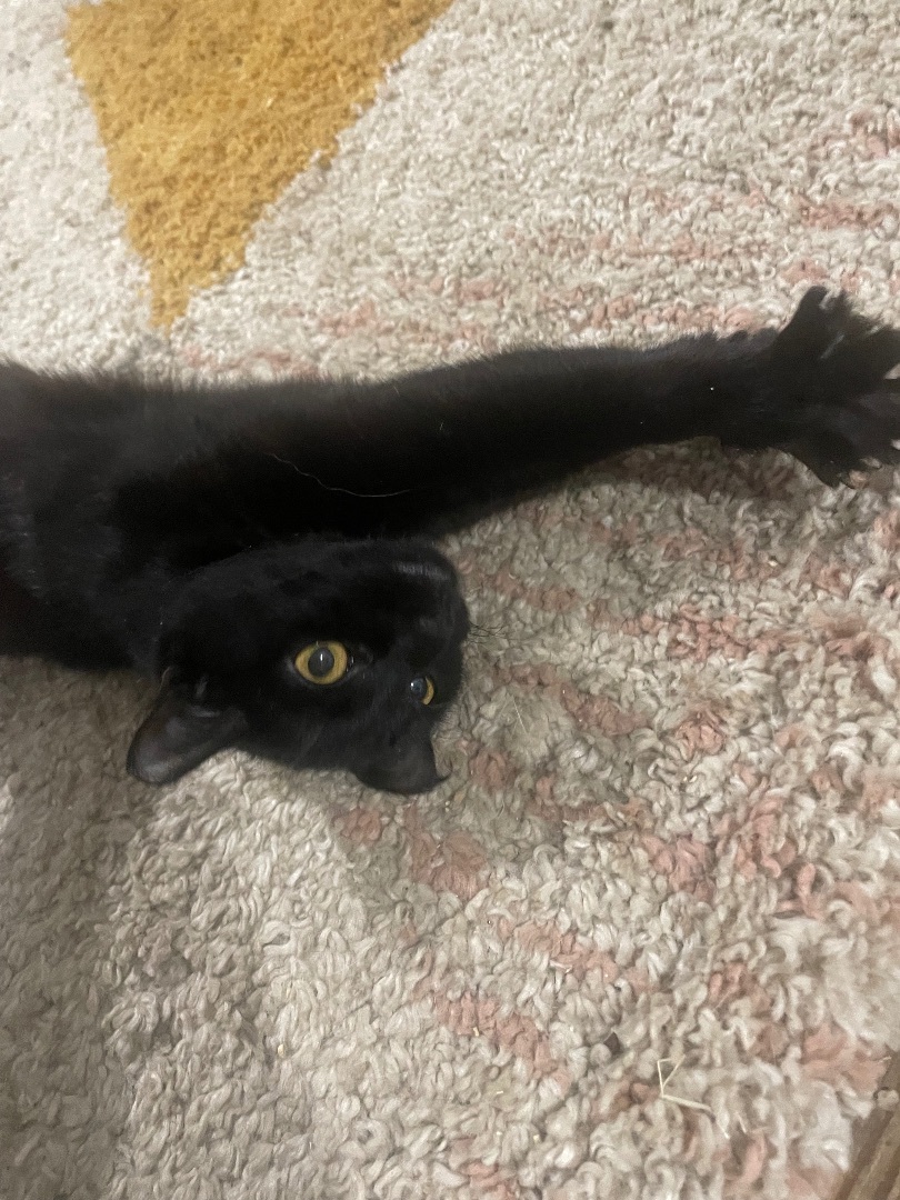 Enlarge Vivian, a Adopted American Shorthair in New Kensington, PA image 2/4