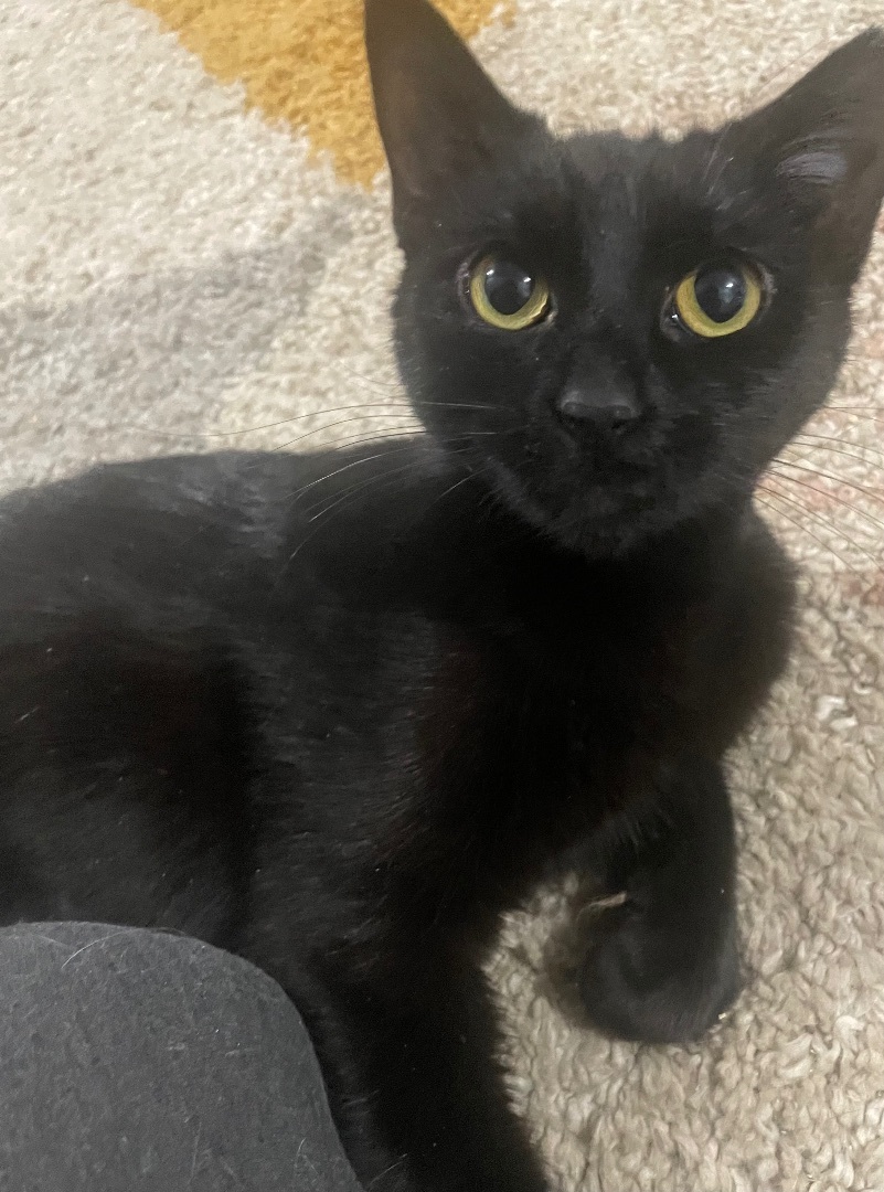 Enlarge Vivian, a Adopted American Shorthair in New Kensington, PA image 3/4