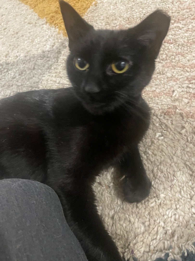 Enlarge Vivian, a Adopted American Shorthair in New Kensington, PA image 4/4