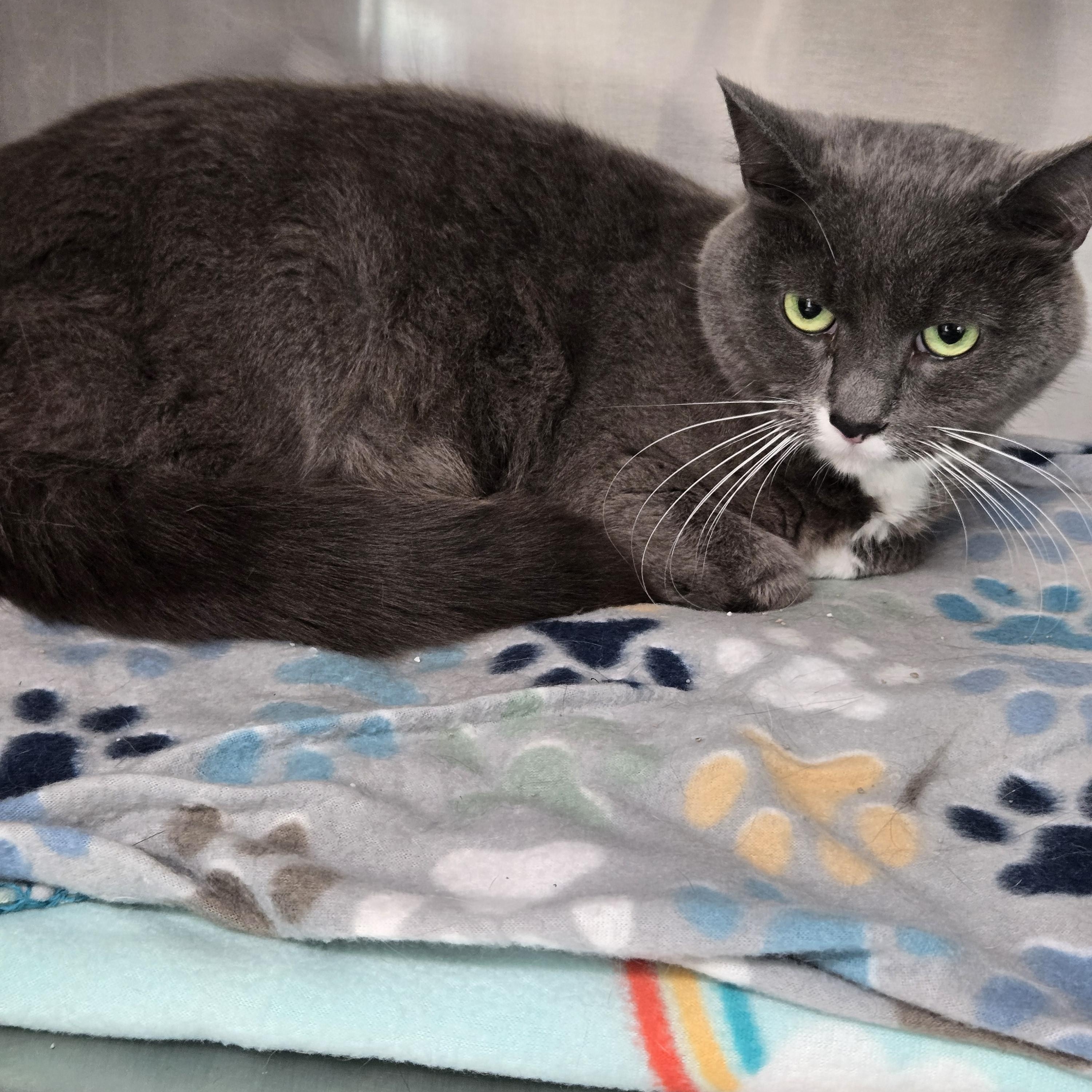 Enlarge Lucky, a Adoptable mixed breed in Fincastle, VA image 1/3