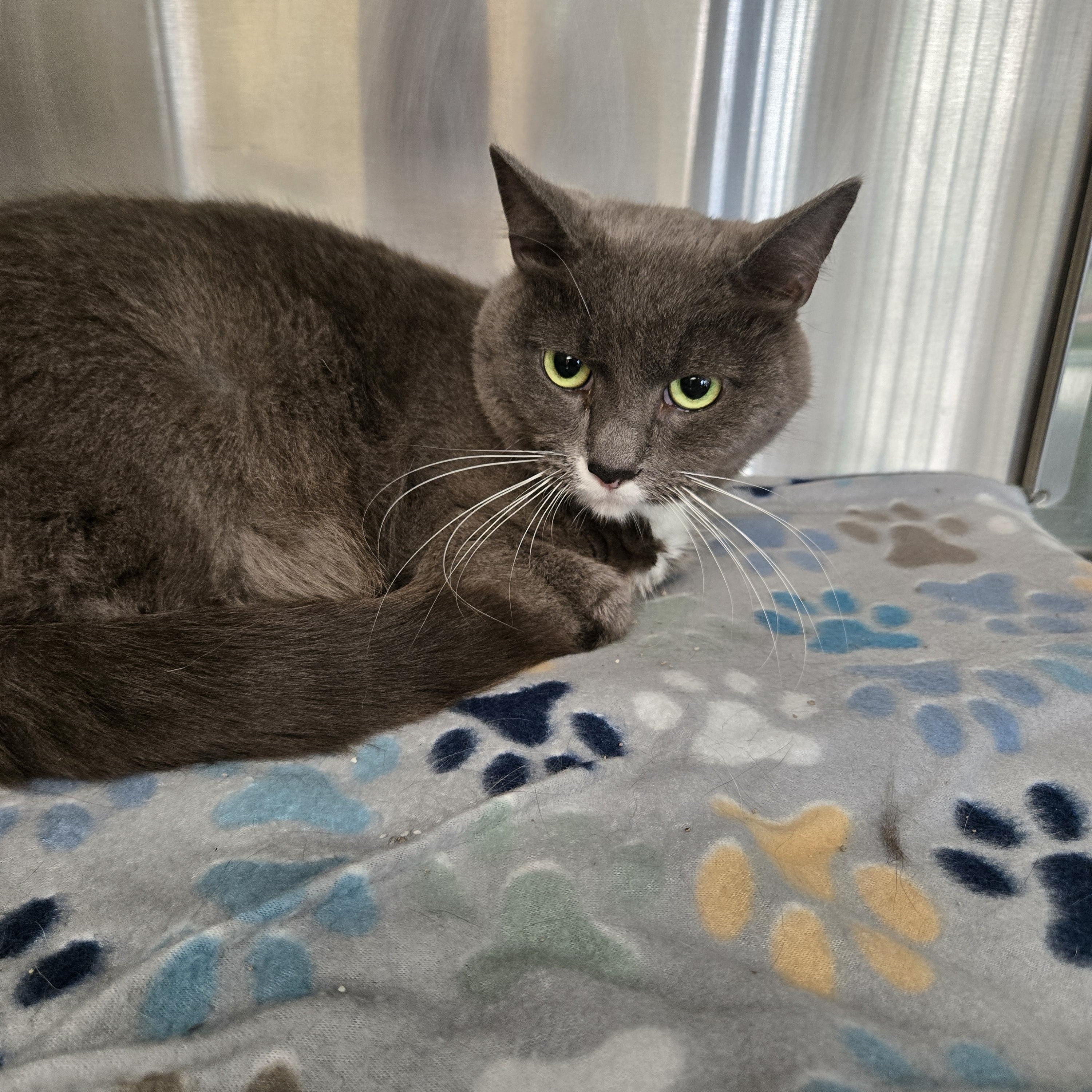 Enlarge Lucky, a Adoptable mixed breed in Fincastle, VA image 3/3