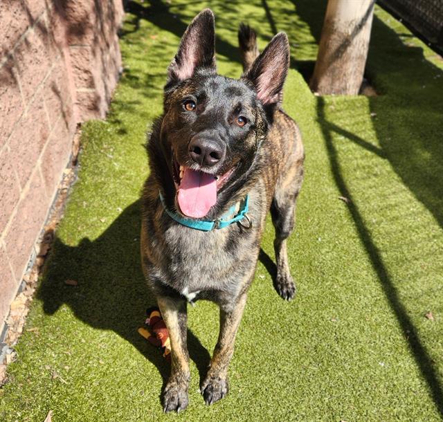 BEN, Adoptable, Young Male Dutch Shepherd.