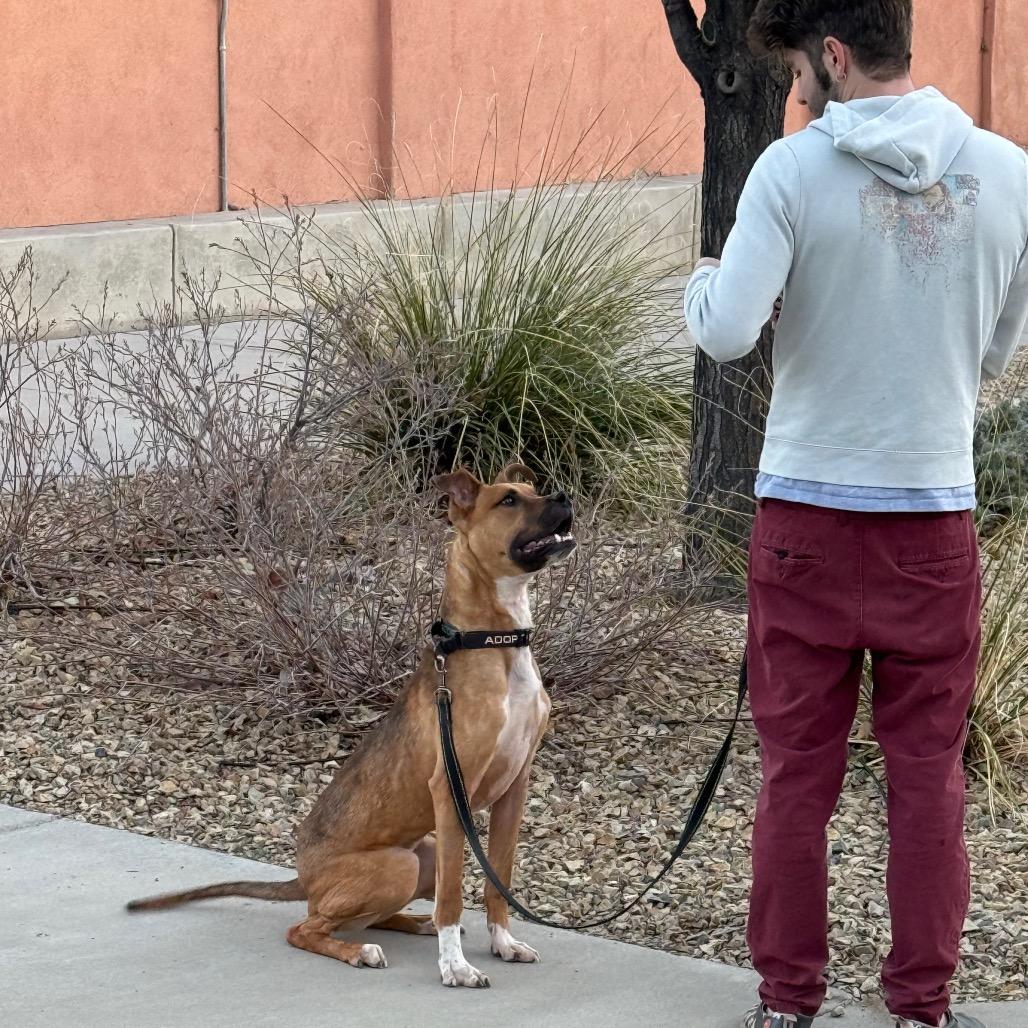 Enlarge Theo, a Adoptable American Staffordshire Terrier in Albuquerque, NM image 2/6