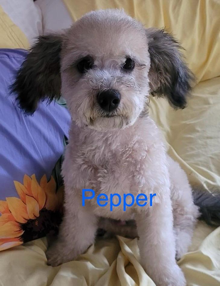 Pepper, Adoptable, Adult Male Poodle.