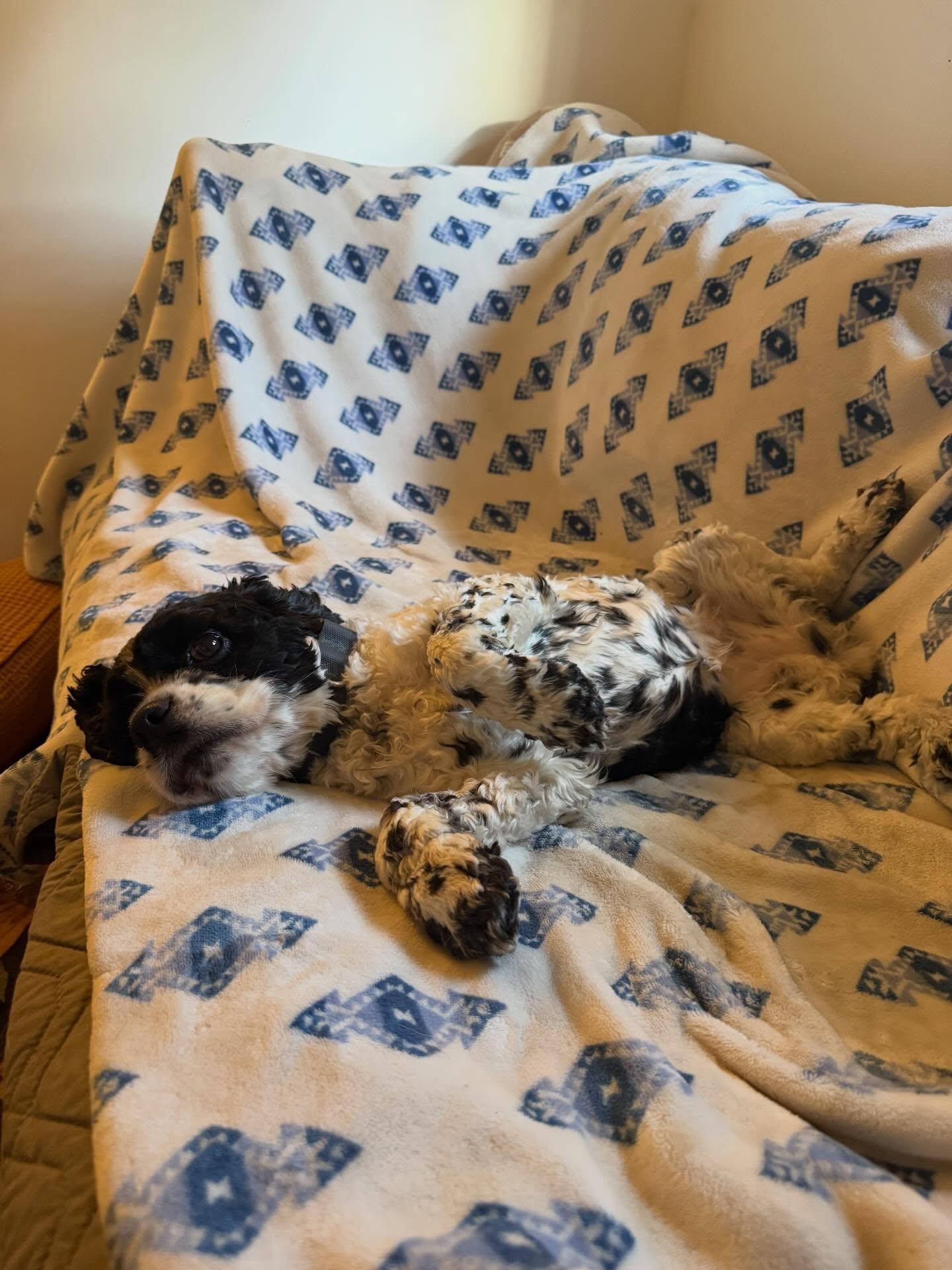 Enlarge Molly, a Adoptable Cocker Spaniel in North Charleston, SC image 3/4