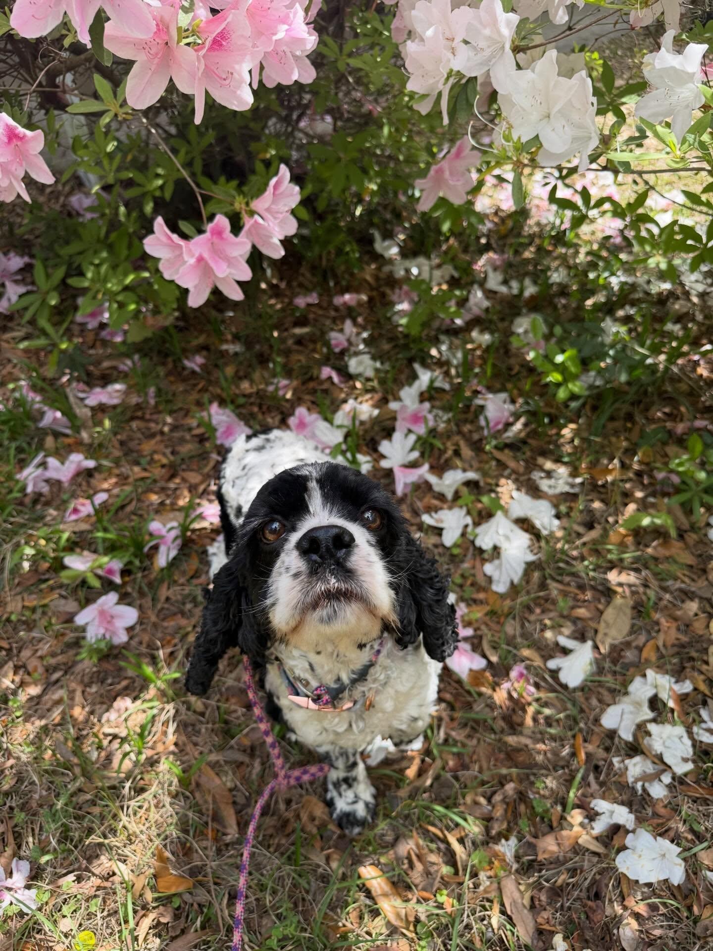 Enlarge Molly, a Adoptable Cocker Spaniel in North Charleston, SC image 2/4