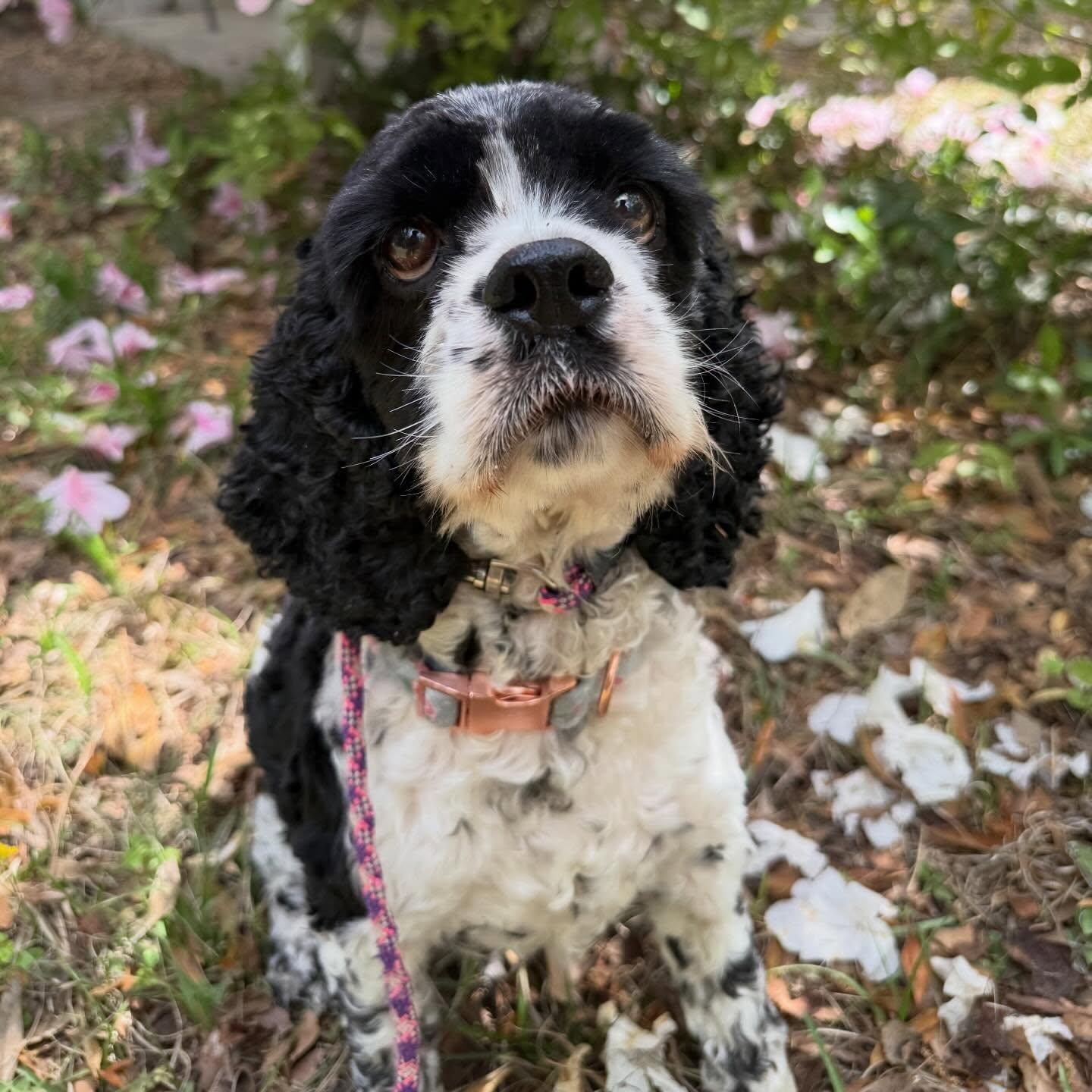 Enlarge Molly, a Adoptable Cocker Spaniel in North Charleston, SC image 1/4