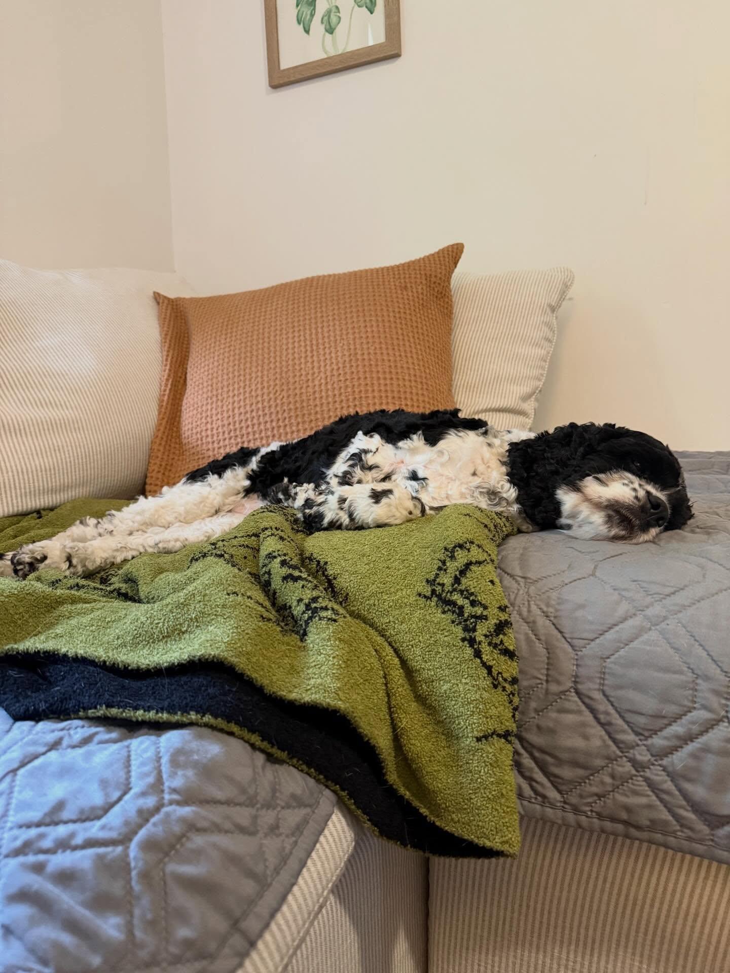 Enlarge Molly, a Adoptable Cocker Spaniel in North Charleston, SC image 4/4