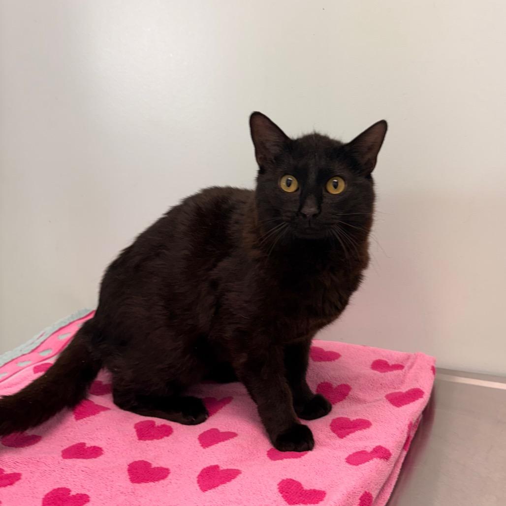 Thursday, Adoptable, Young Male Domestic Short Hair.