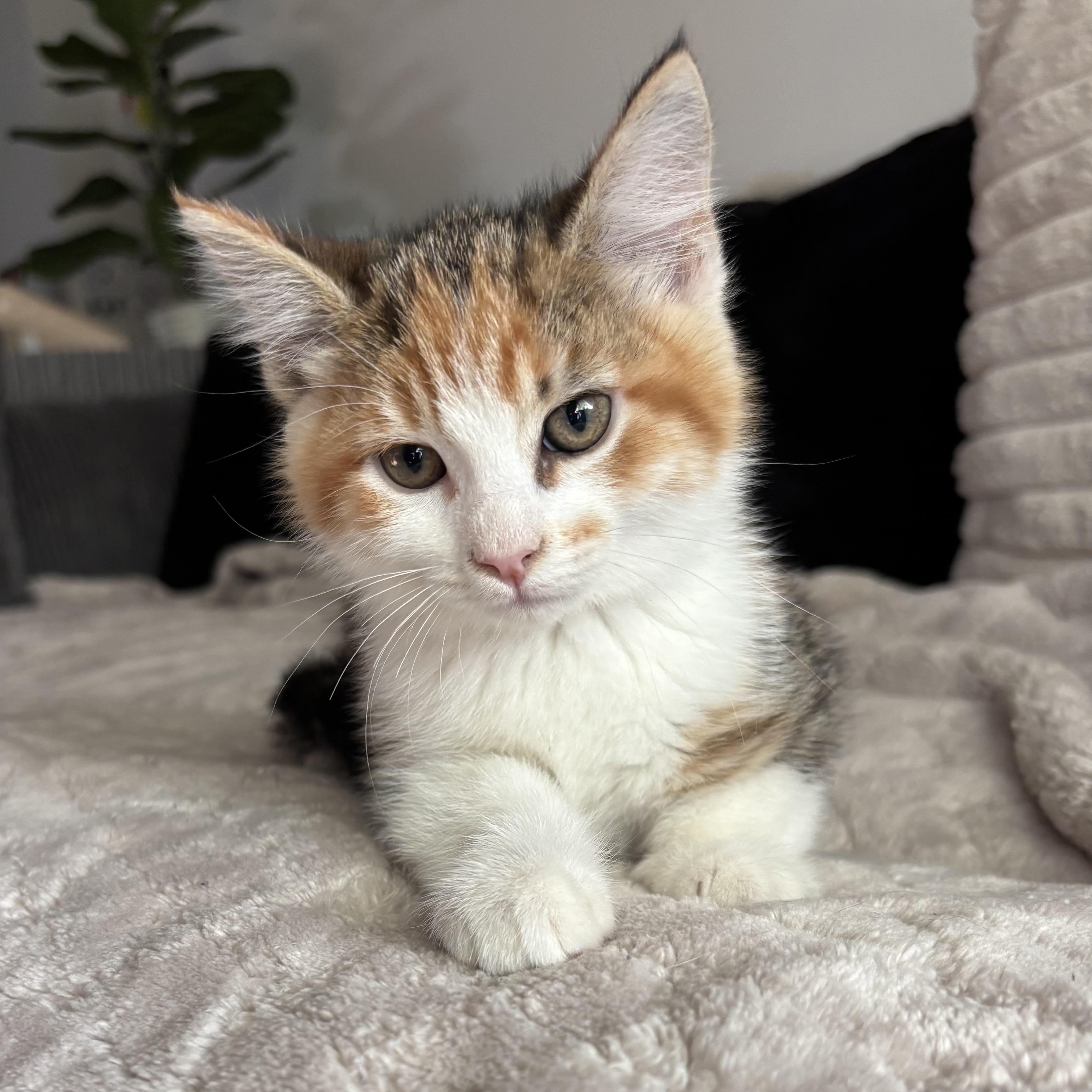 Nadia, adopted, Kitten Female Calico.