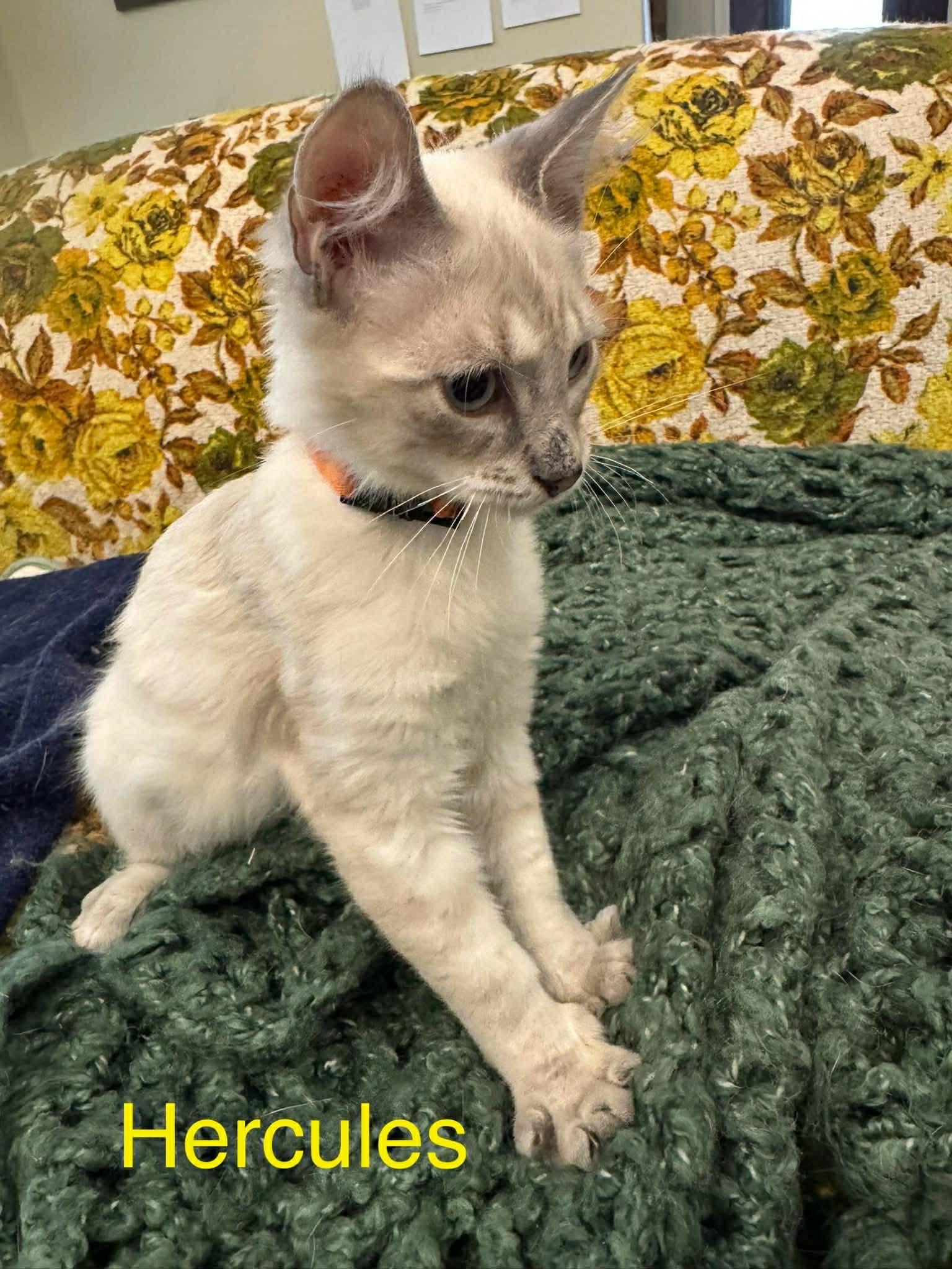 Enlarge Hercules , an adopted Siamese in Mount Pleasant, TX image 2/4