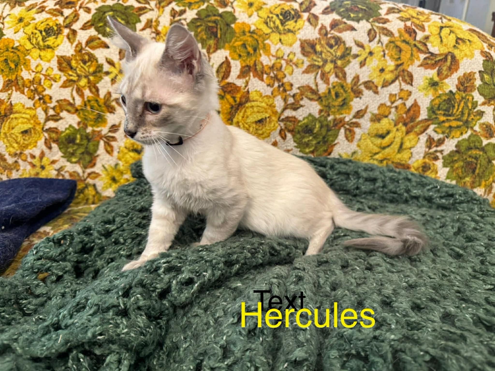 Enlarge Hercules , an adopted Siamese in Mount Pleasant, TX image 3/4