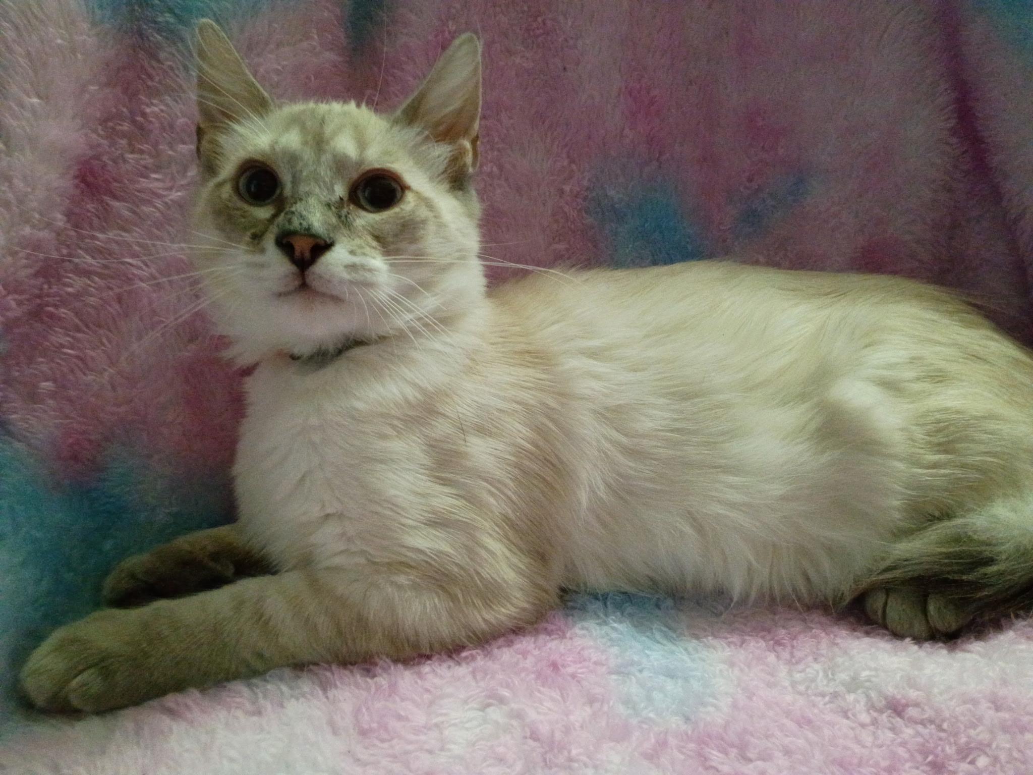 Enlarge Hercules , an adopted Siamese in Mount Pleasant, TX image 1/4