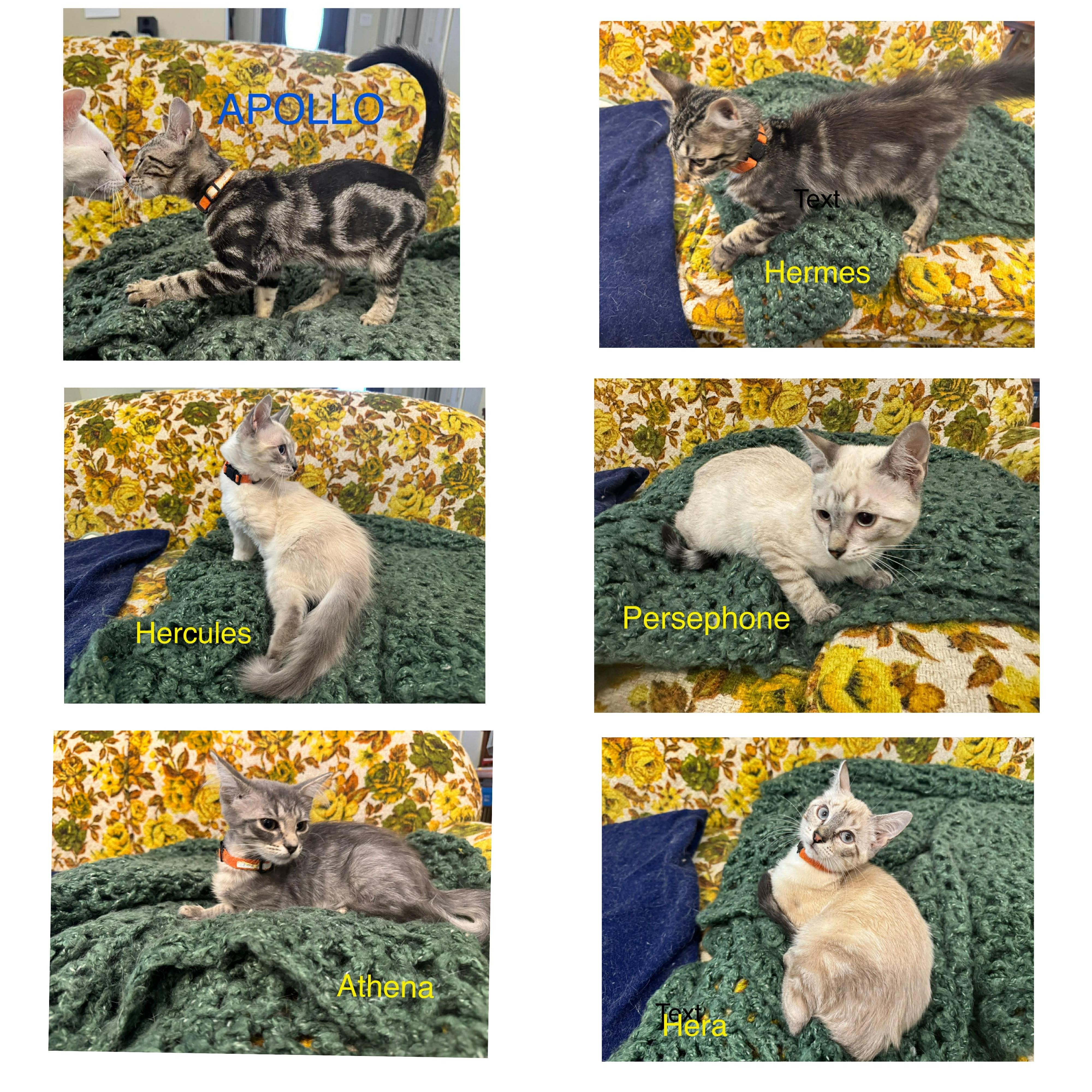 Enlarge Hercules , an adopted Siamese in Mount Pleasant, TX image 4/4