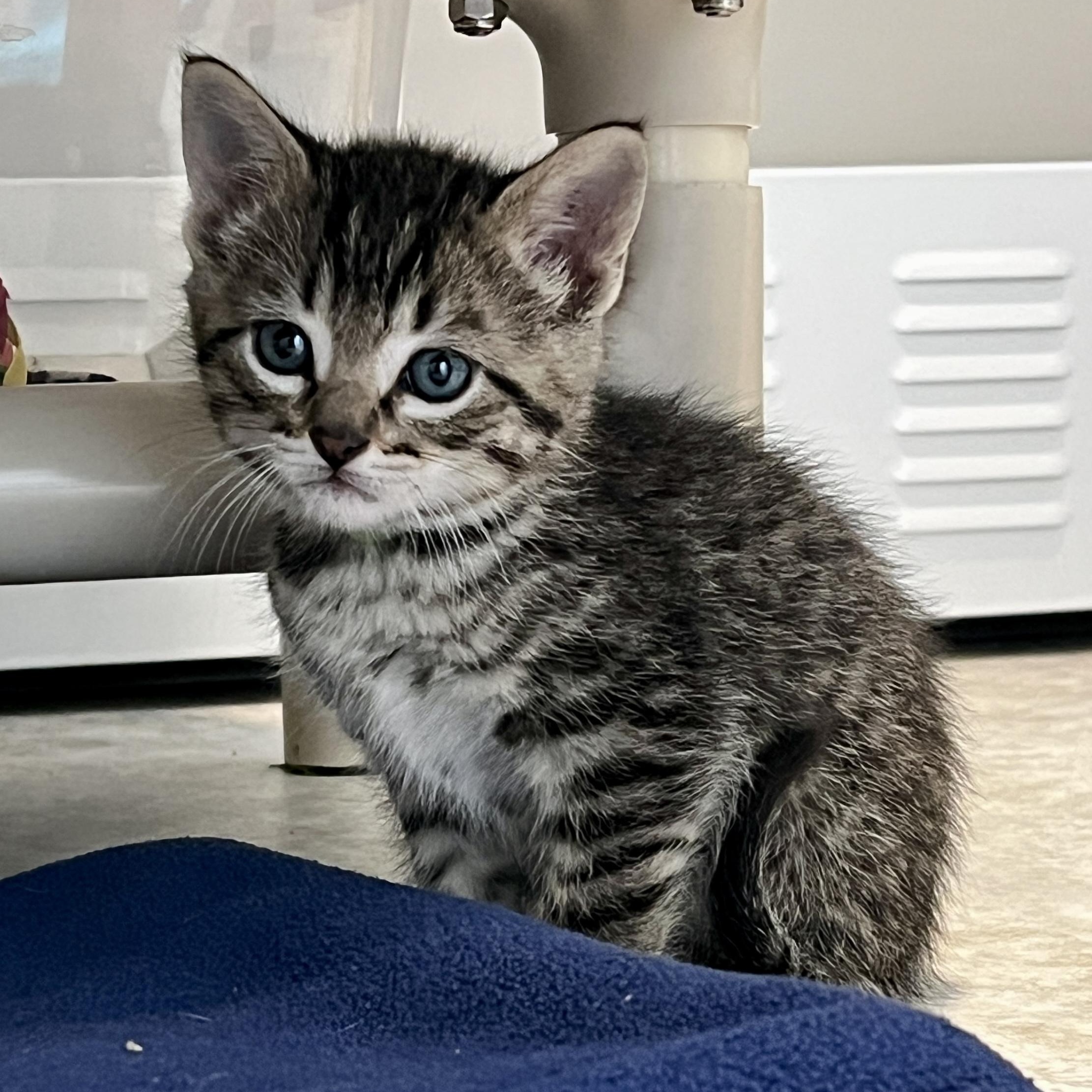 Sid, adopted, Kitten Male Domestic Short Hair.