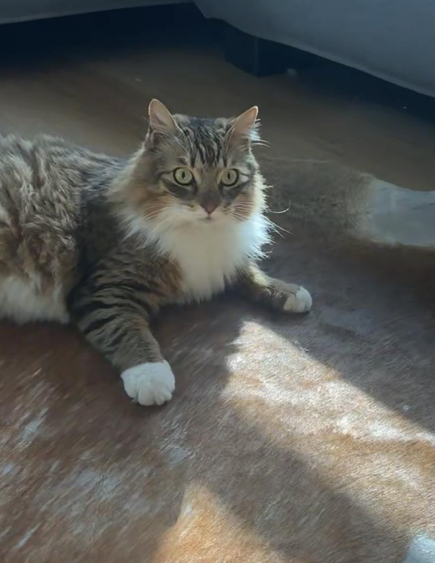 Rico (handsome, playful, loving), Adoptable, Adult Male Maine Coon & Tabby.