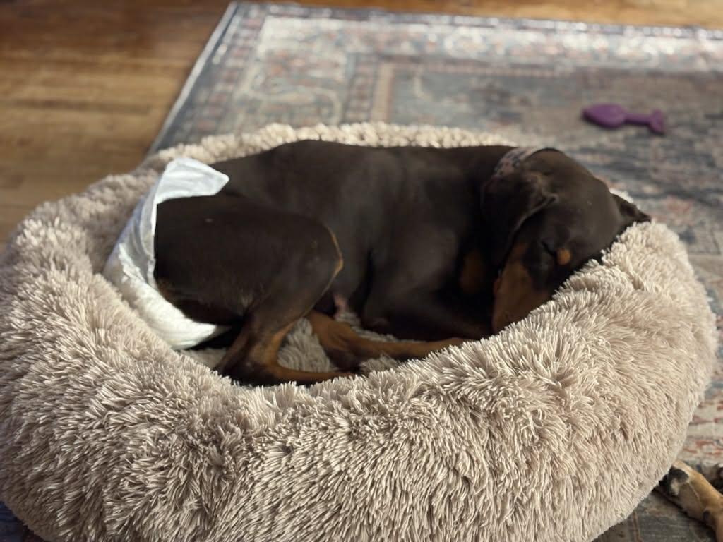 Enlarge Phoebe, a ADOPTABLE Mixed Breed in De Pere, WI image 3/4